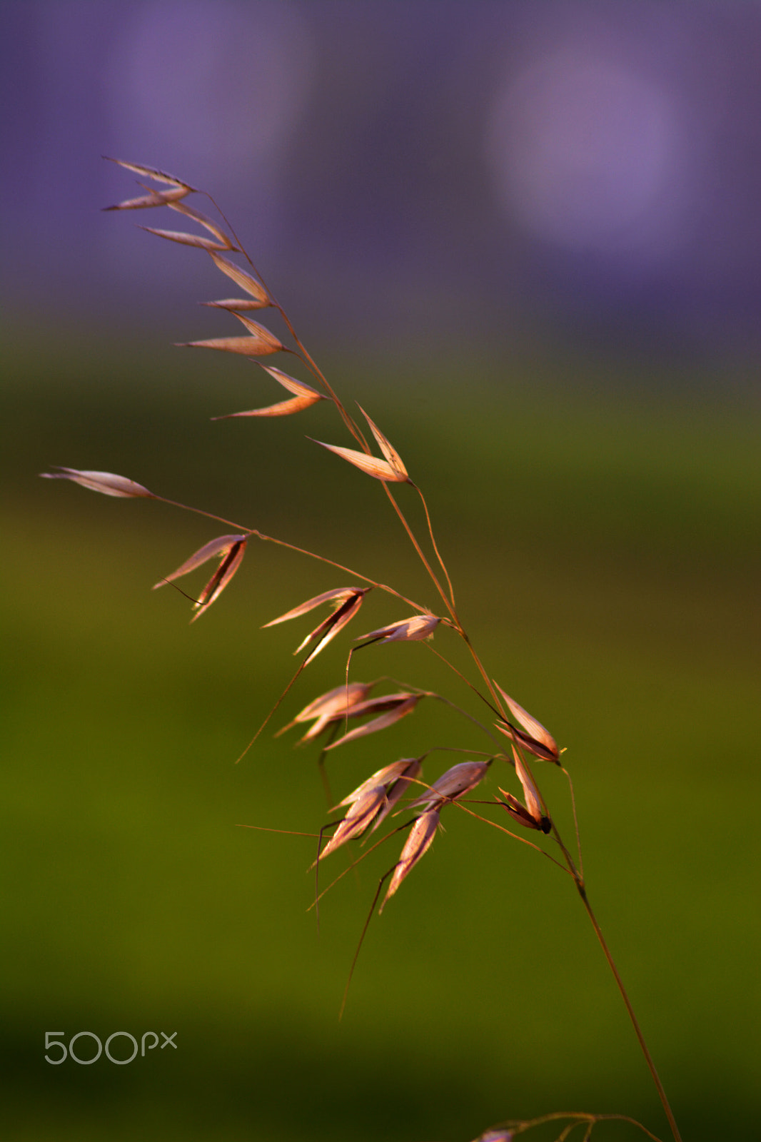 Nikon AF Nikkor 70-300mm F4-5.6G sample photo. Grass photography