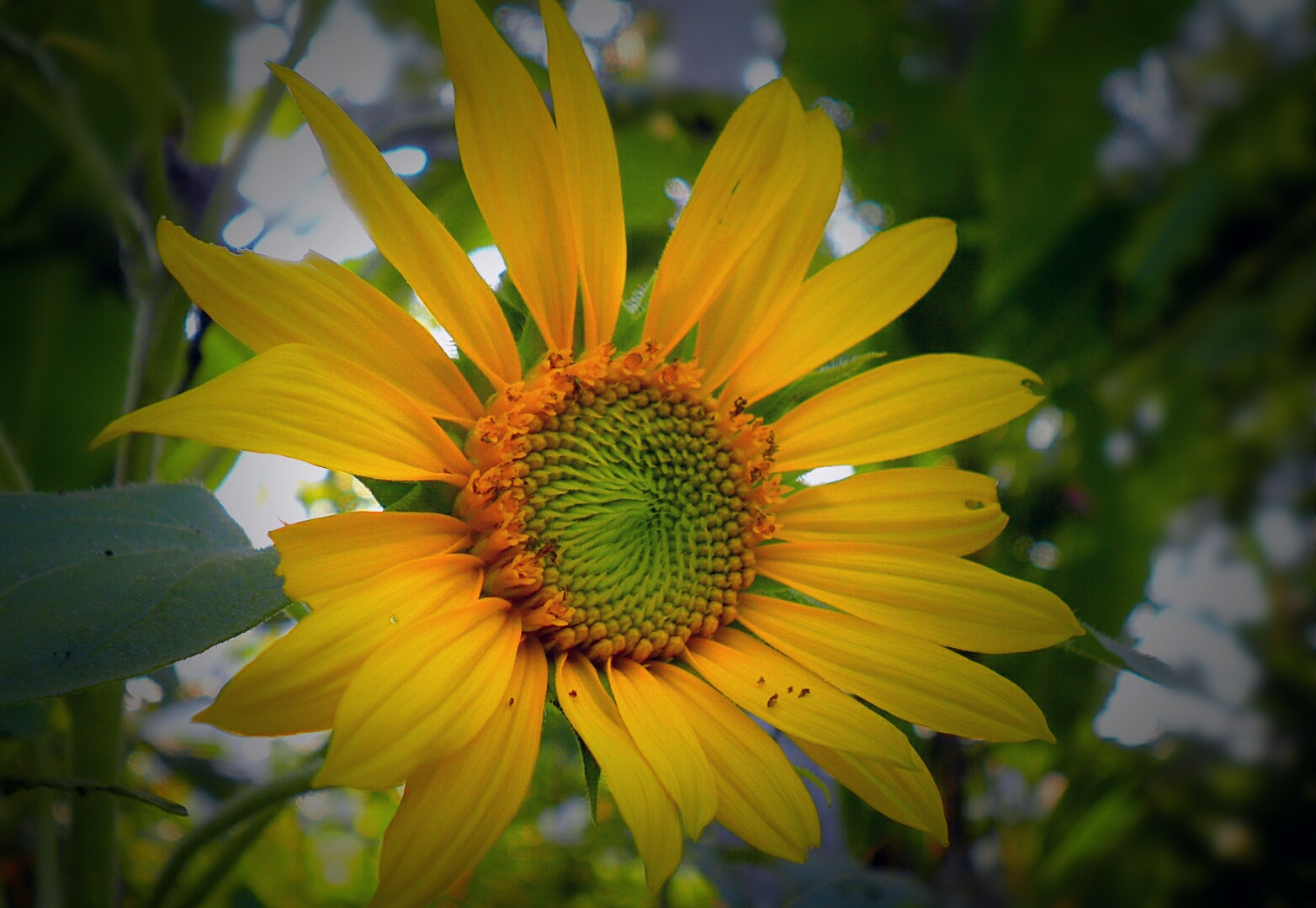 Olympus FE4030,X950 sample photo. Sunflower photography