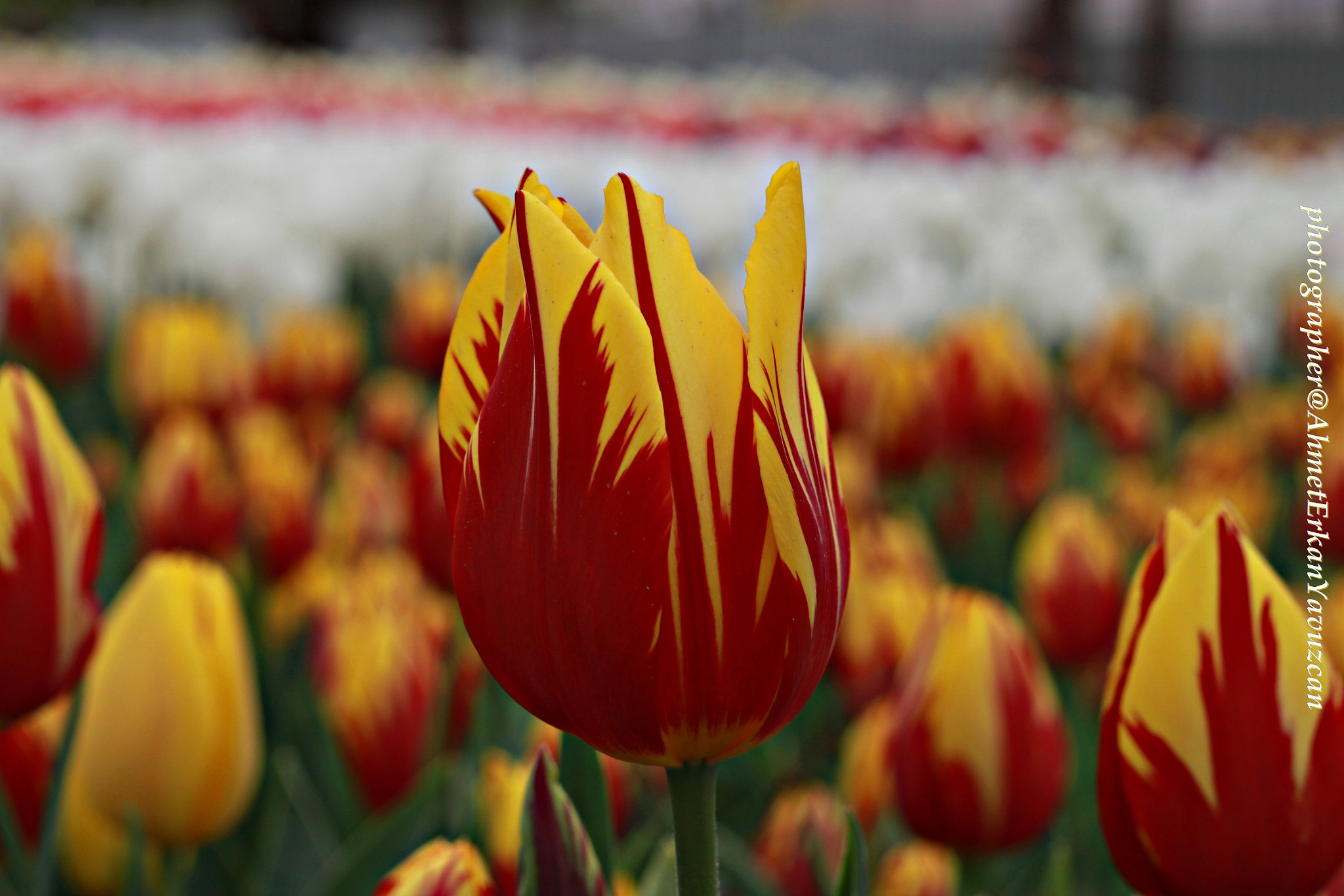 Canon EOS 500D (EOS Rebel T1i / EOS Kiss X3) + Canon EF 50mm F1.8 II sample photo. Tulip photography