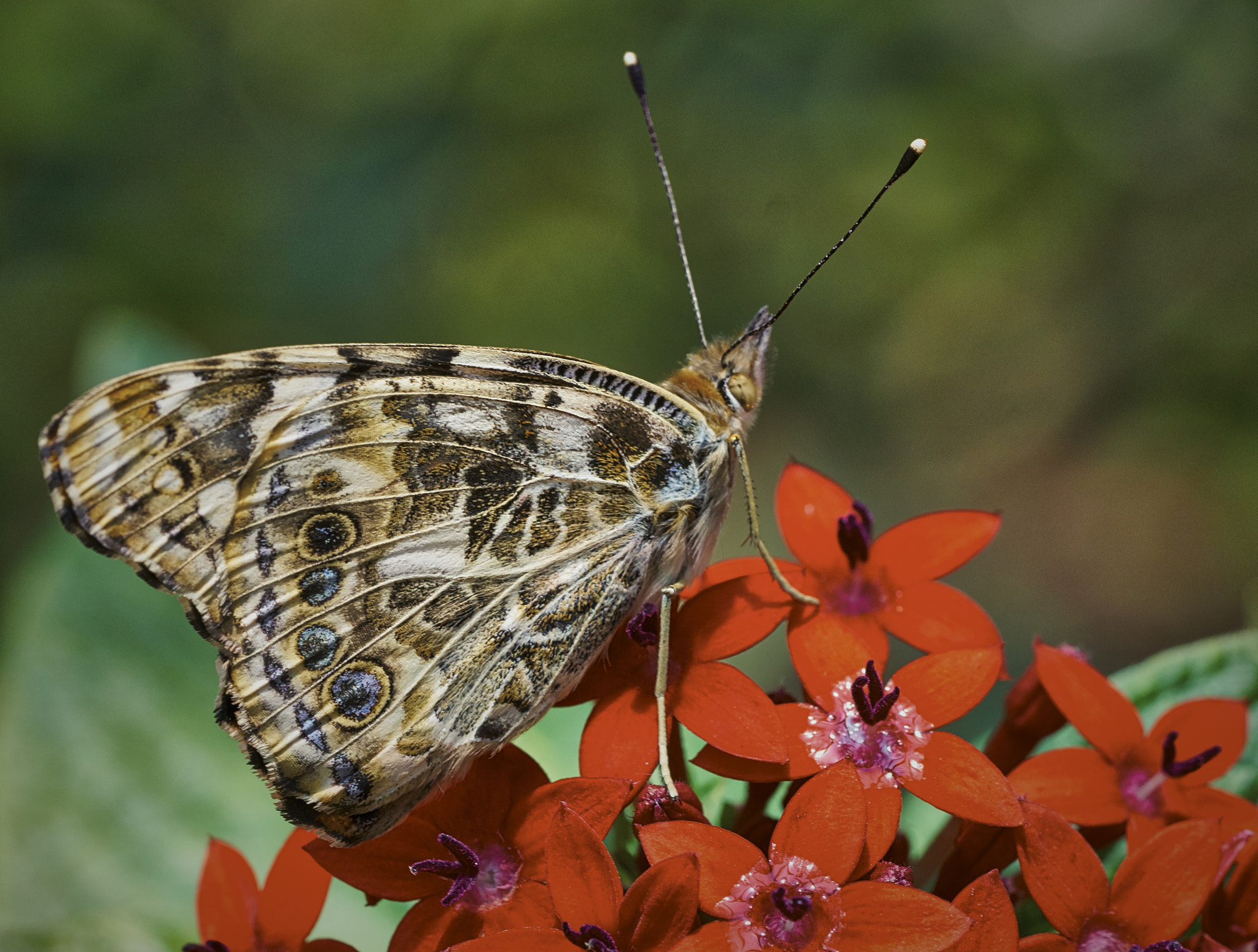 Sony a6300 + Sony FE 90mm F2.8 Macro G OSS sample photo. Hanging out at the butterfly house photography