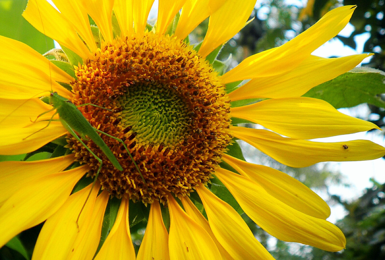 Olympus FE4030,X950 sample photo. Sunflower photography