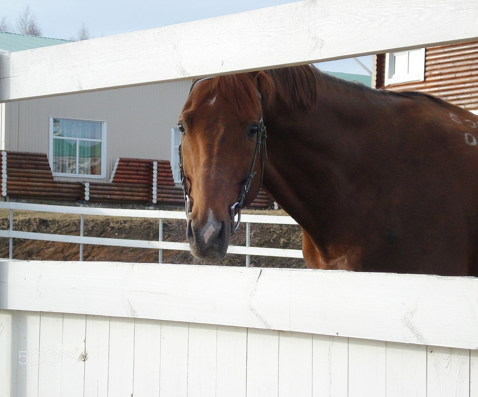 Sony DSC-W70 sample photo. Portrait of a horse walking in paddock of horse club photography