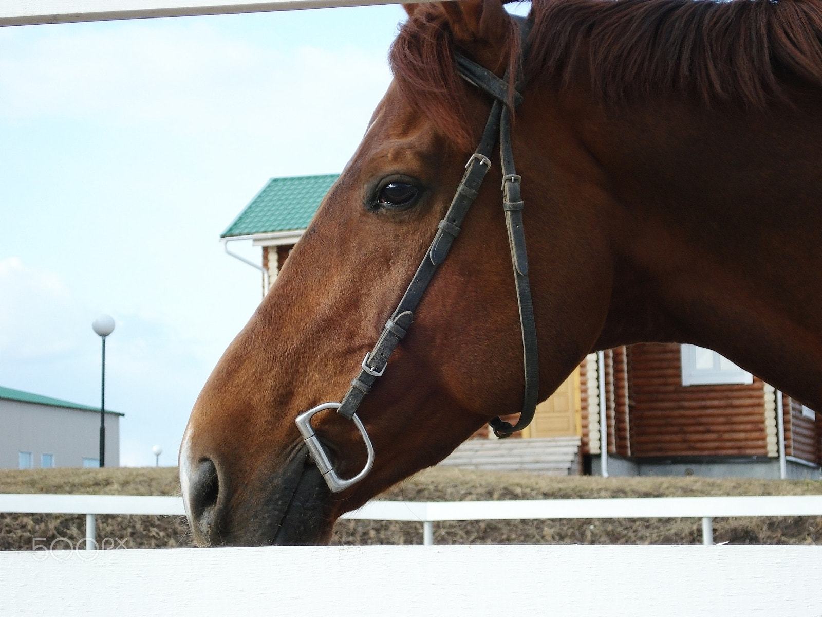 Sony DSC-W70 sample photo. Portrait of a horse walking in paddock of horse club photography