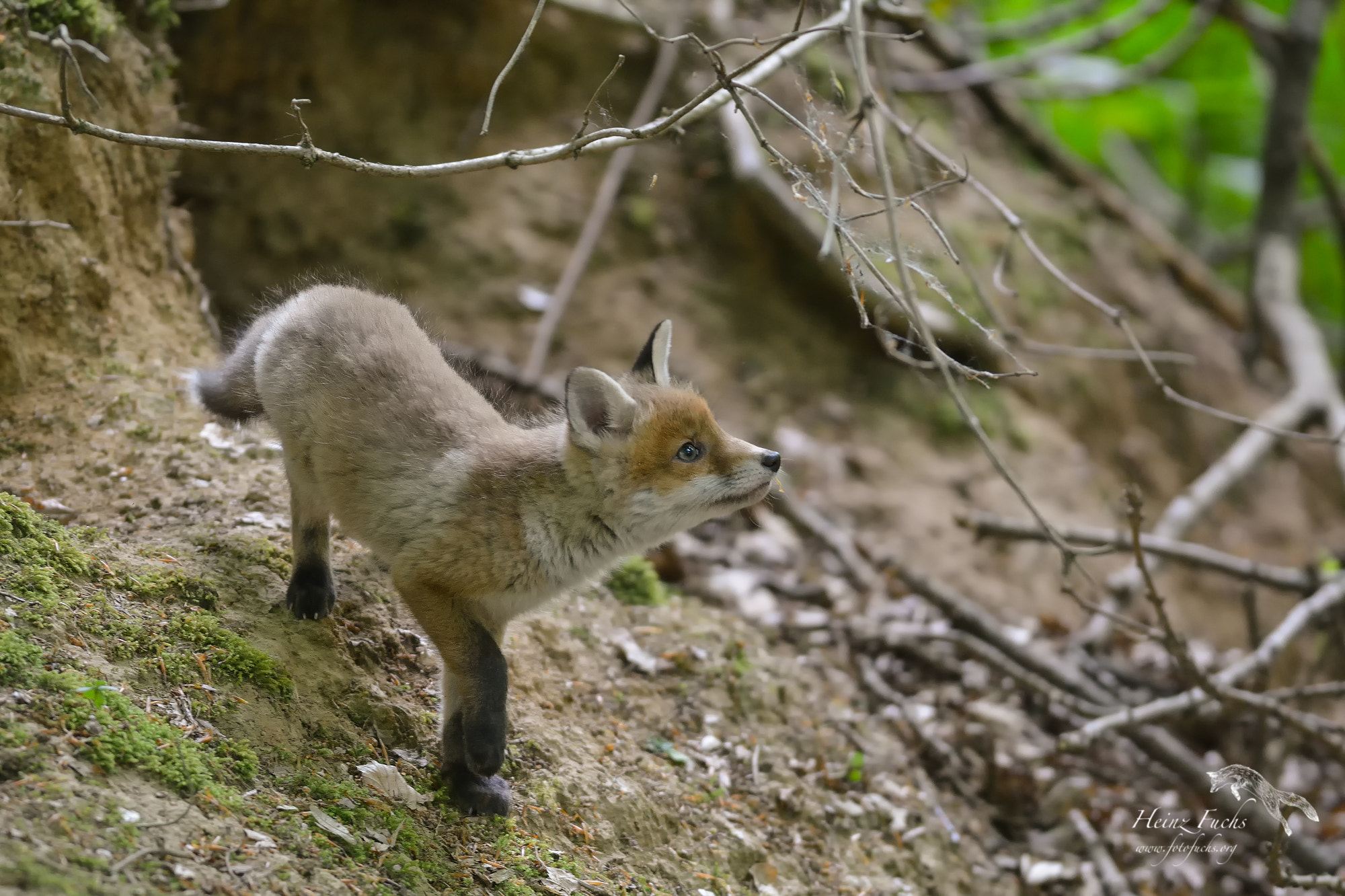 Nikon AF-S Nikkor 300mm F2.8G ED VR II sample photo. Fuchs photography