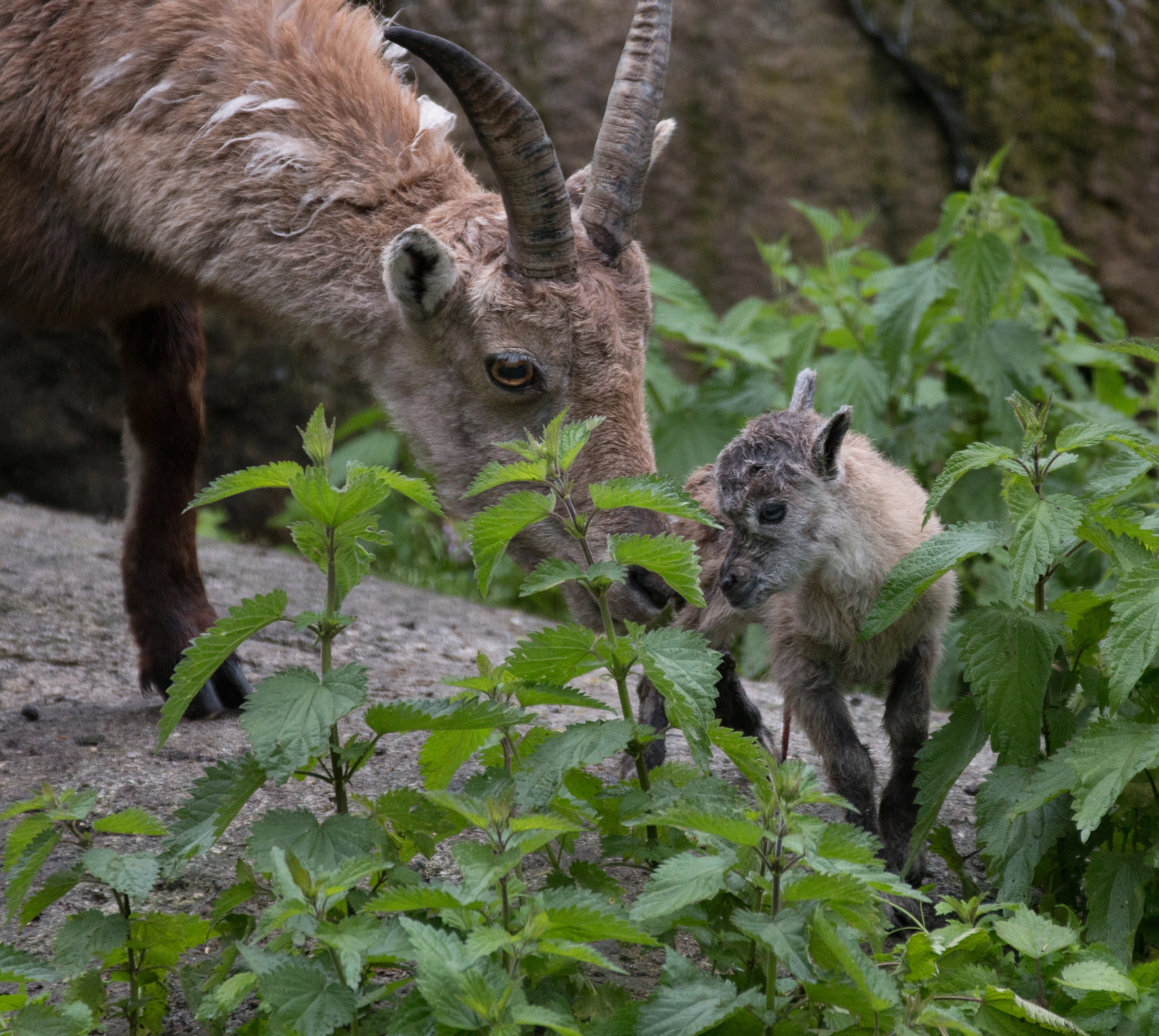 Canon EF 70-200mm F2.8L IS II USM sample photo. Alpine ibex photography