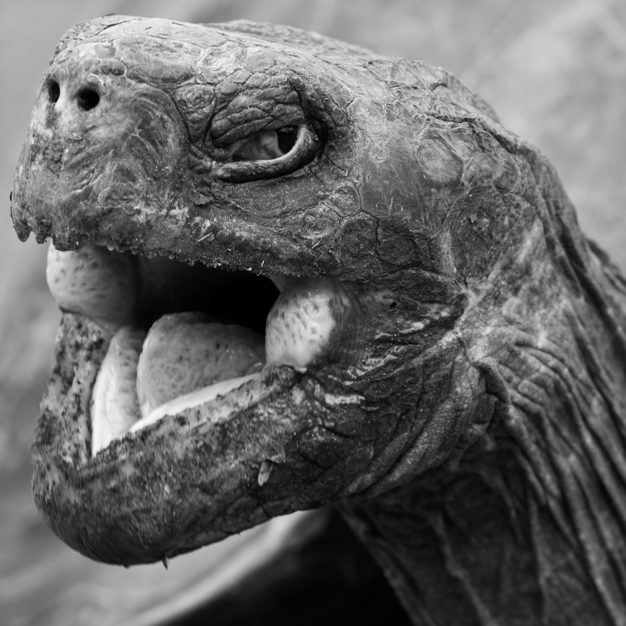 Nikon D3X sample photo. [ giant tortoise ] photography