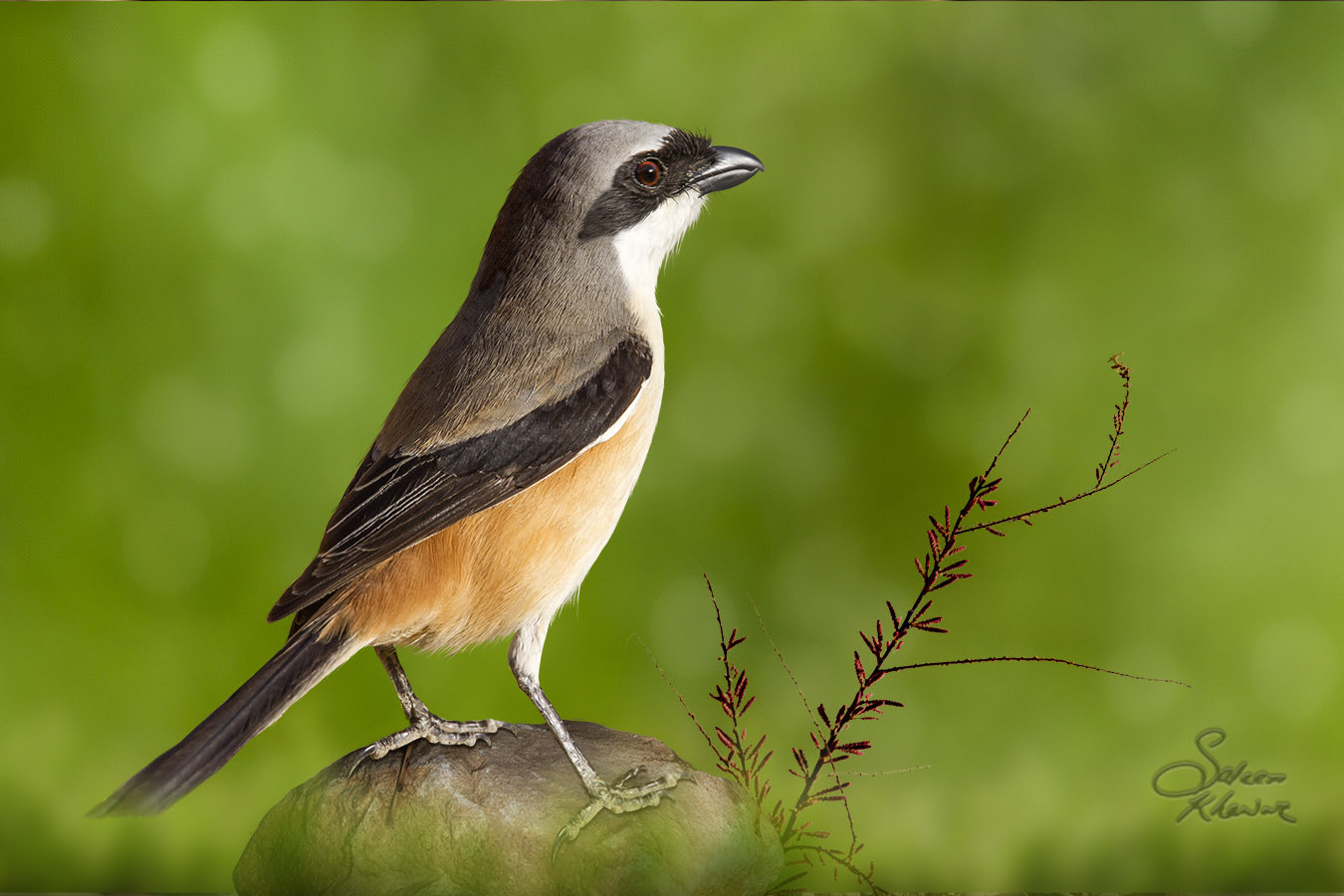 Sigma 150-600mm F5-6.3 DG OS HSM | C sample photo. Long tailed shrike photography