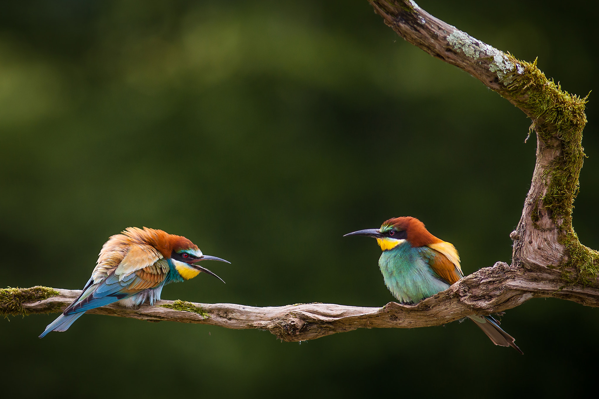 Canon EF 300mm F4L IS USM sample photo. Angry european bee-eater photography