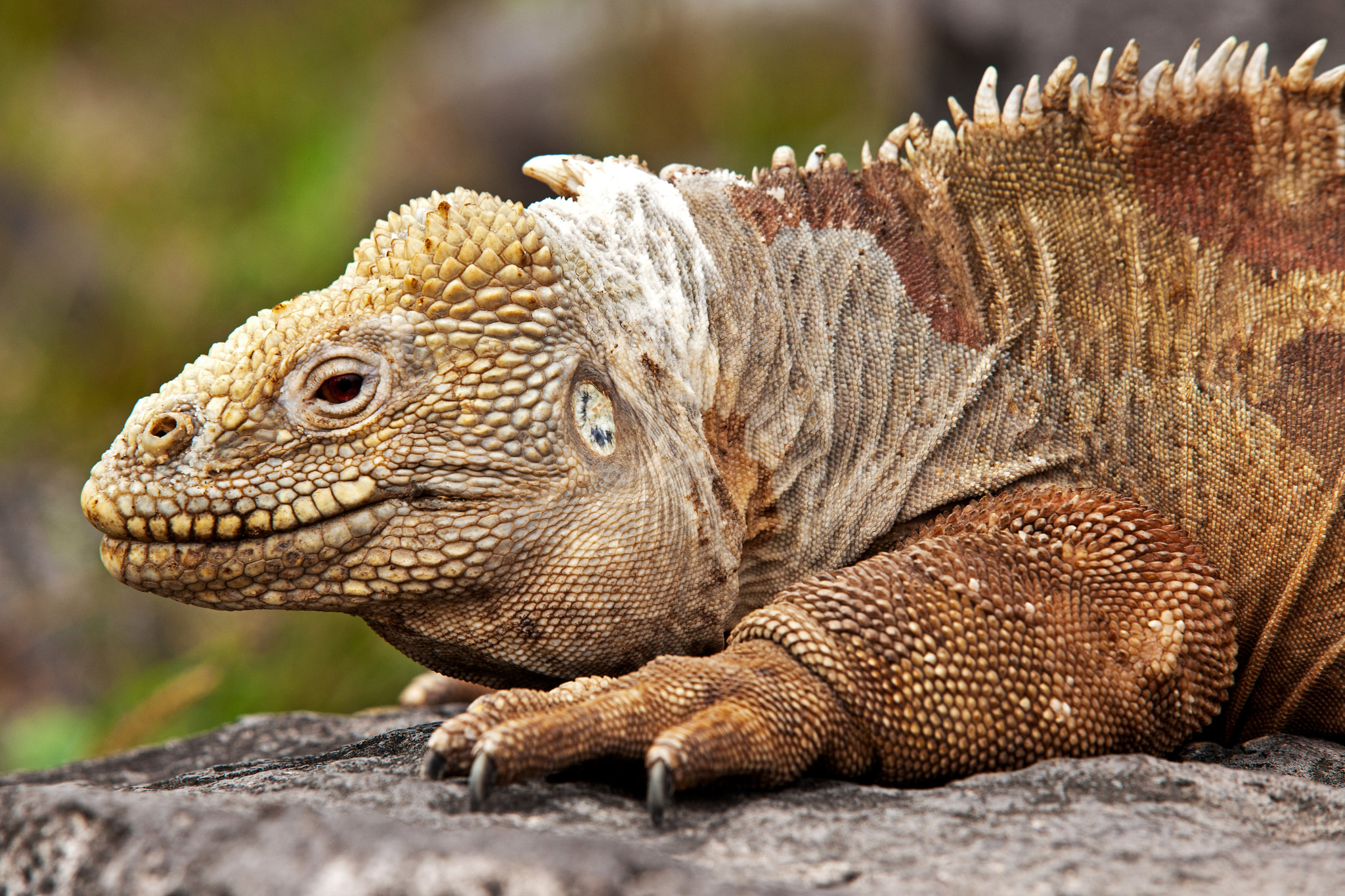 Nikon D3X sample photo. [ santa fé land iguana ] photography