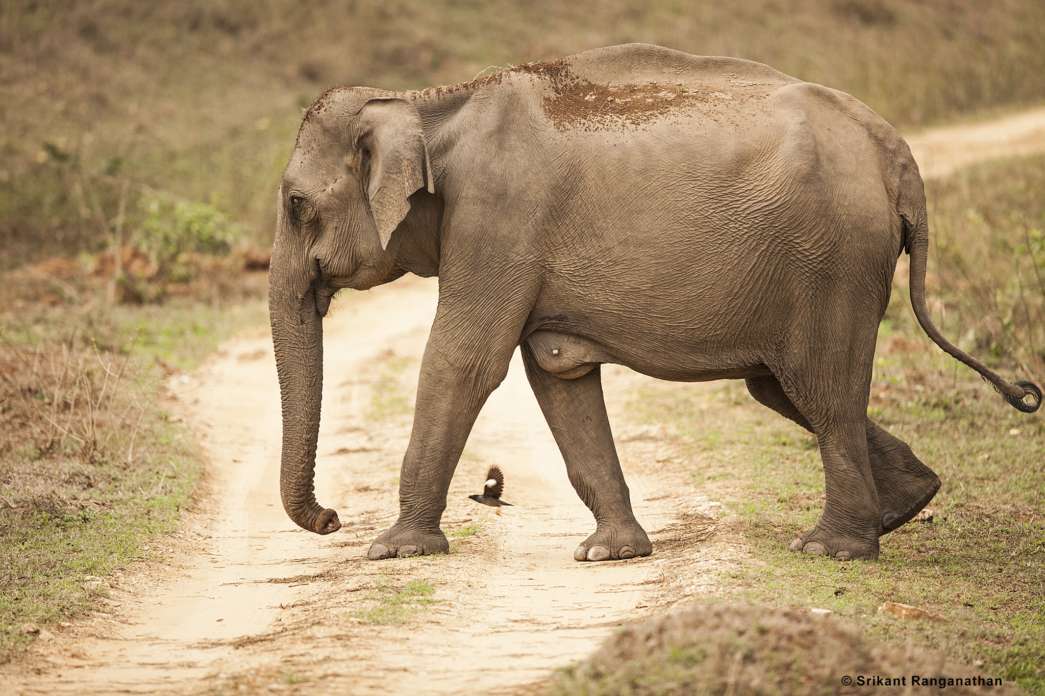Canon EOS 5D Mark II + Canon EF 500mm F4L IS II USM sample photo. Elephant and the mynah photography