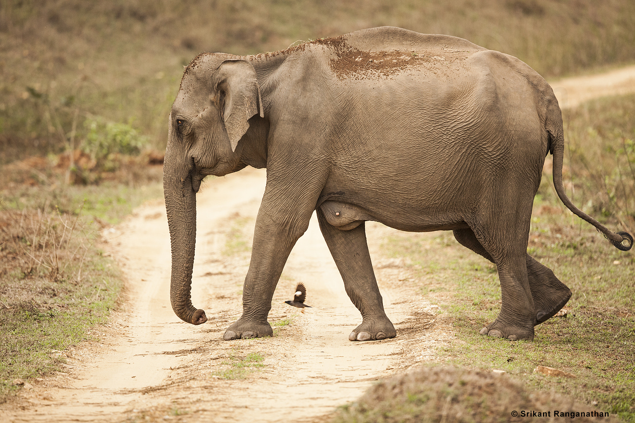 Canon EF 500mm F4L IS II USM sample photo. Elephant and the mynah photography