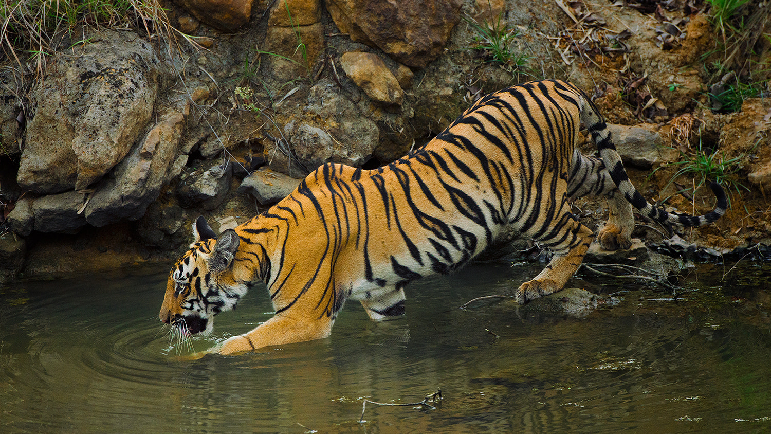 Nikon AF-S Nikkor 70-200mm F2.8G ED VR II sample photo. Kanha's image of sharmili's cub photography