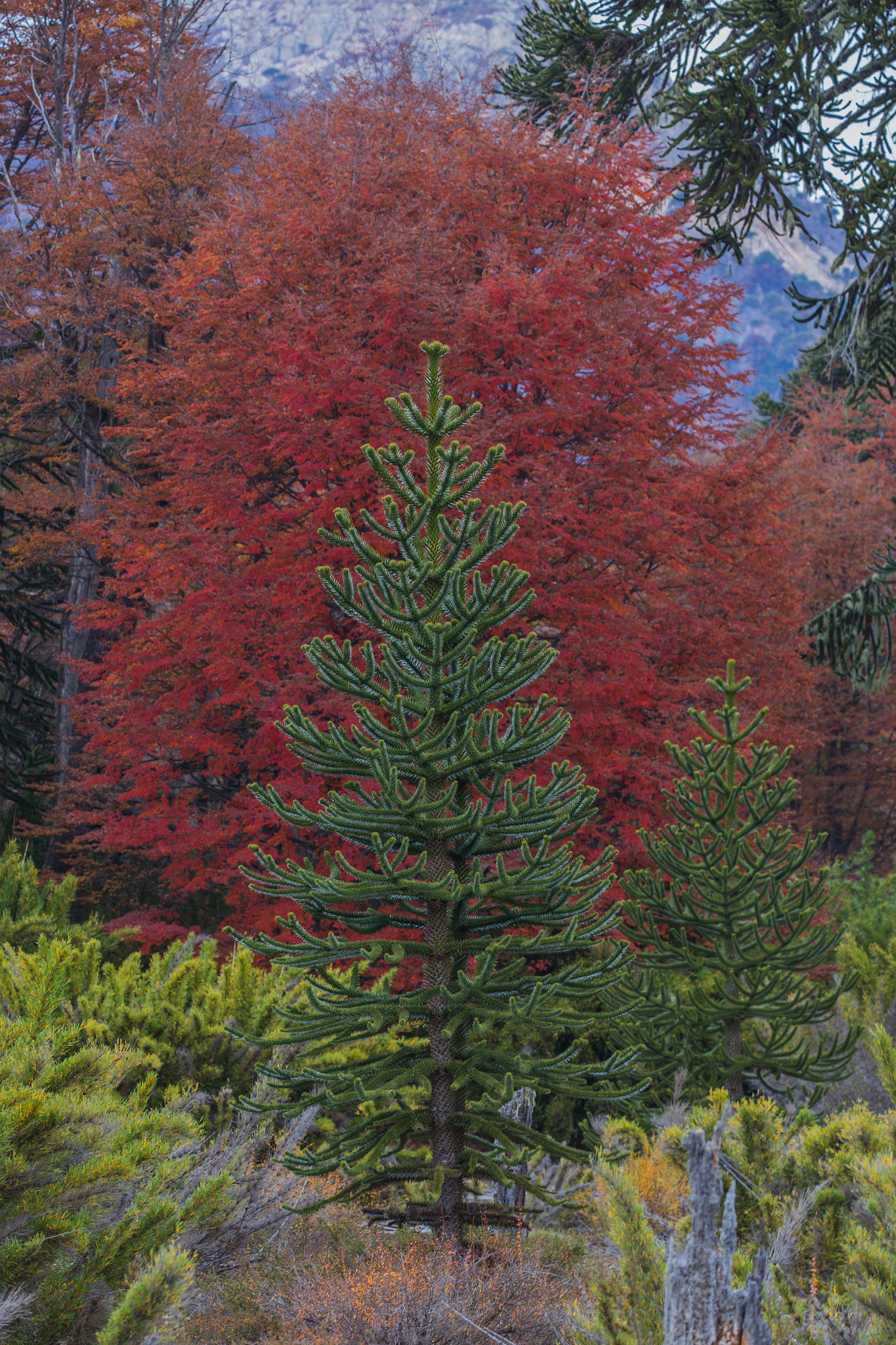 Canon EF 100-400mm F4.5-5.6L IS II USM sample photo. Araucania photography