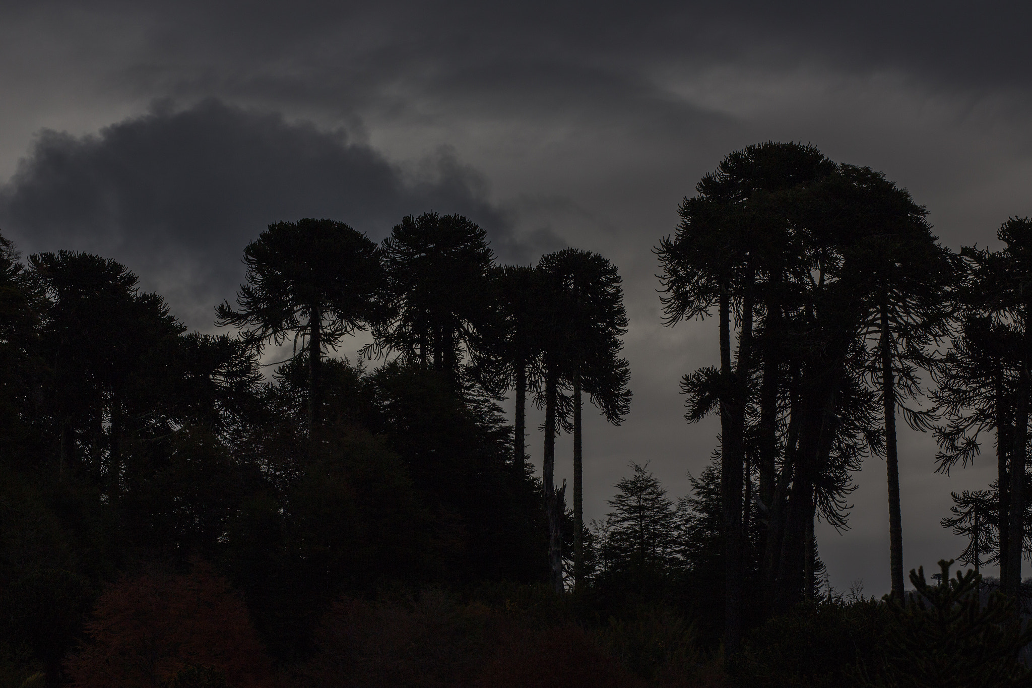 Canon EF 100-400mm F4.5-5.6L IS II USM sample photo. Araucania photography