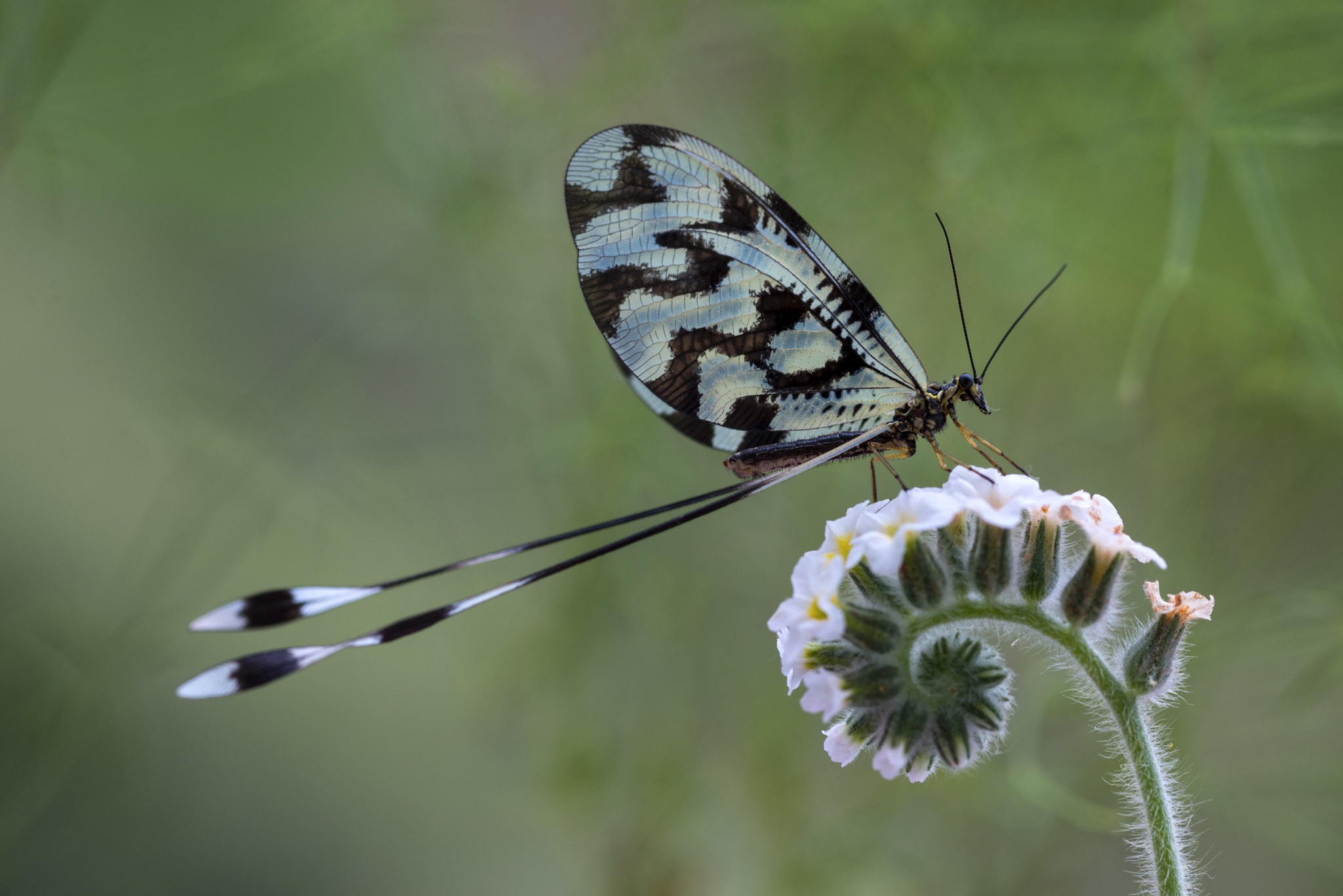 Nikon D810A + ZEISS Makro-Planar T* 100mm F2 sample photo. Nemoptera sinuata photography