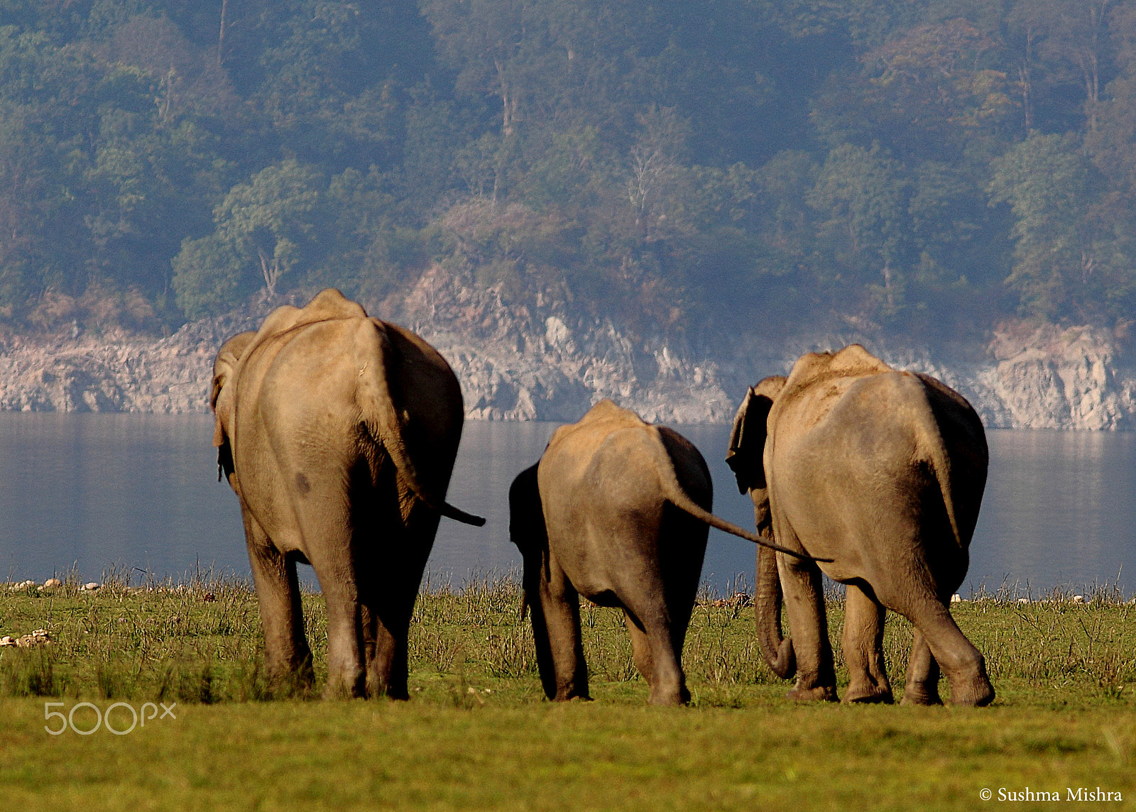 Canon EF 300mm F4L IS USM sample photo. Elephants - 3 is a loving number! photography