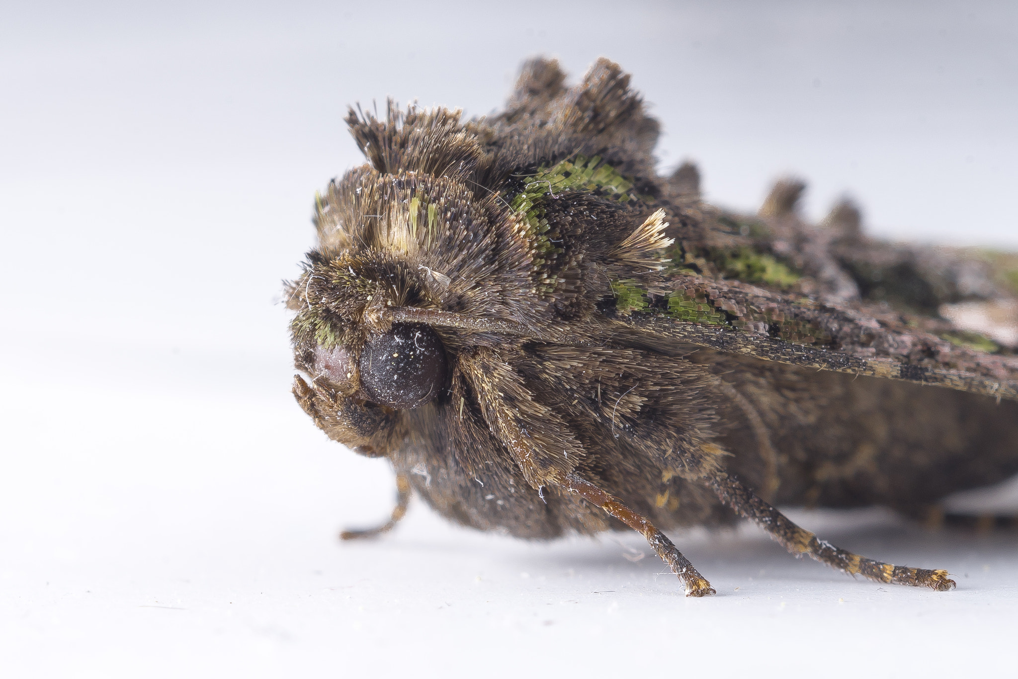 MACRO 50mm F2.8 sample photo. Moss moth photography