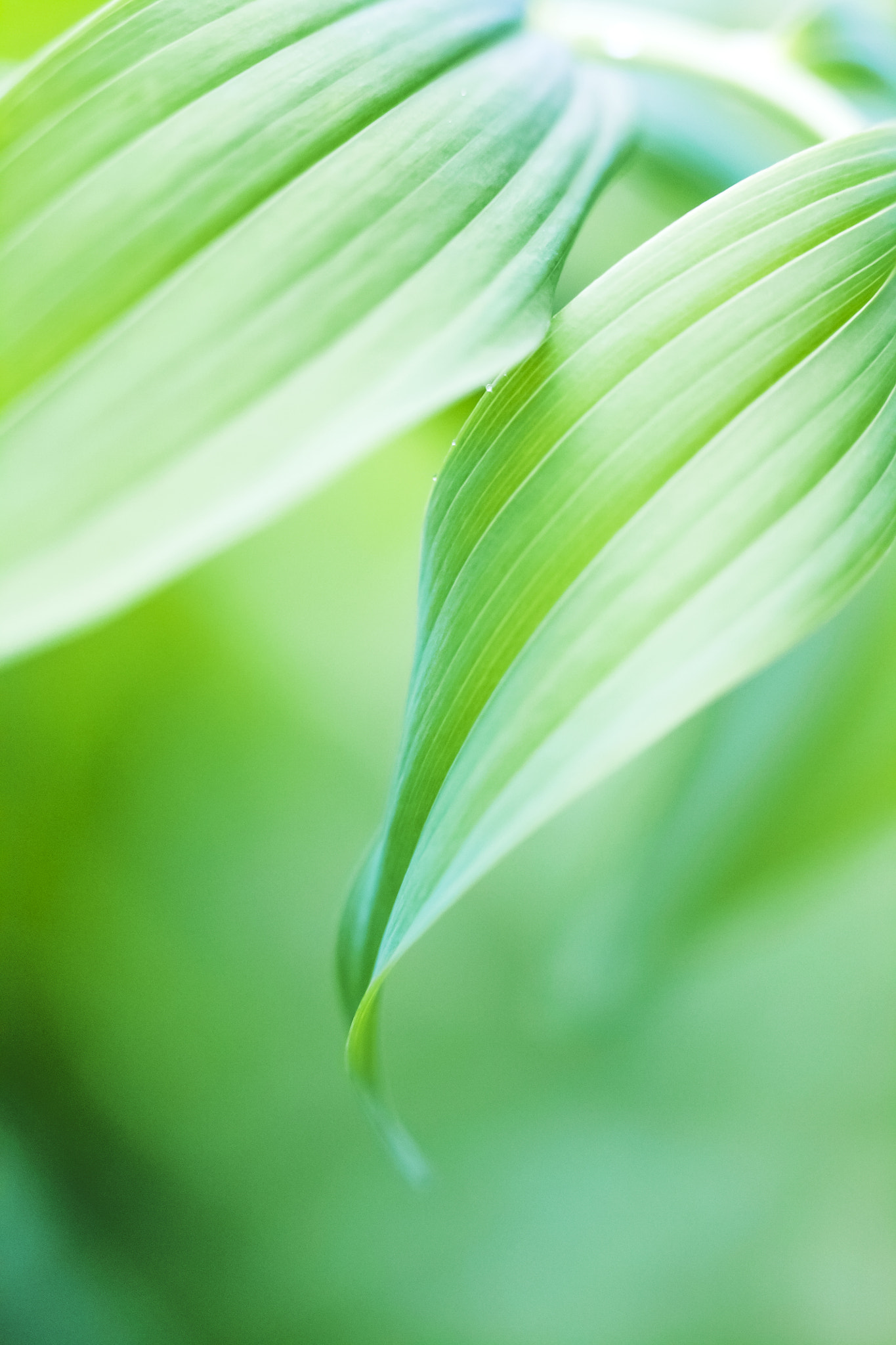 Canon EF 100mm F2.8 Macro USM sample photo. Solomon's seal photography
