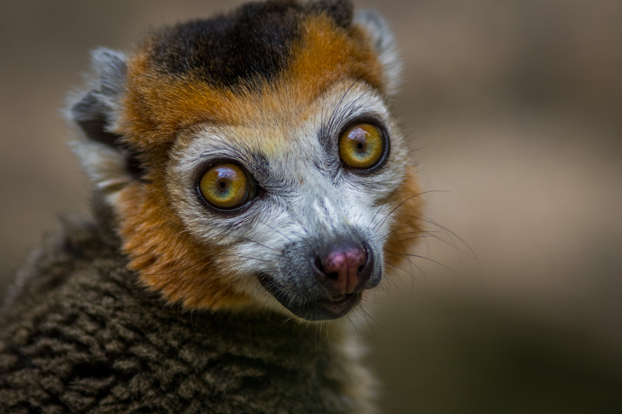Canon EF 200mm F2.8L II USM sample photo. Loco the crowned lemur photography