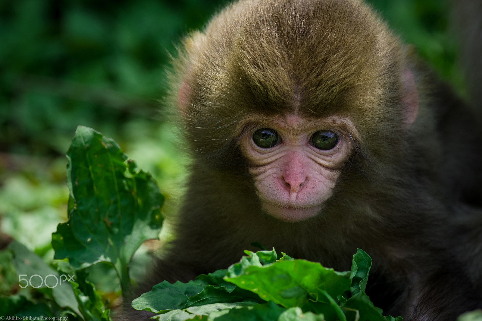 Pentax K-3 sample photo. Baby monkey photography