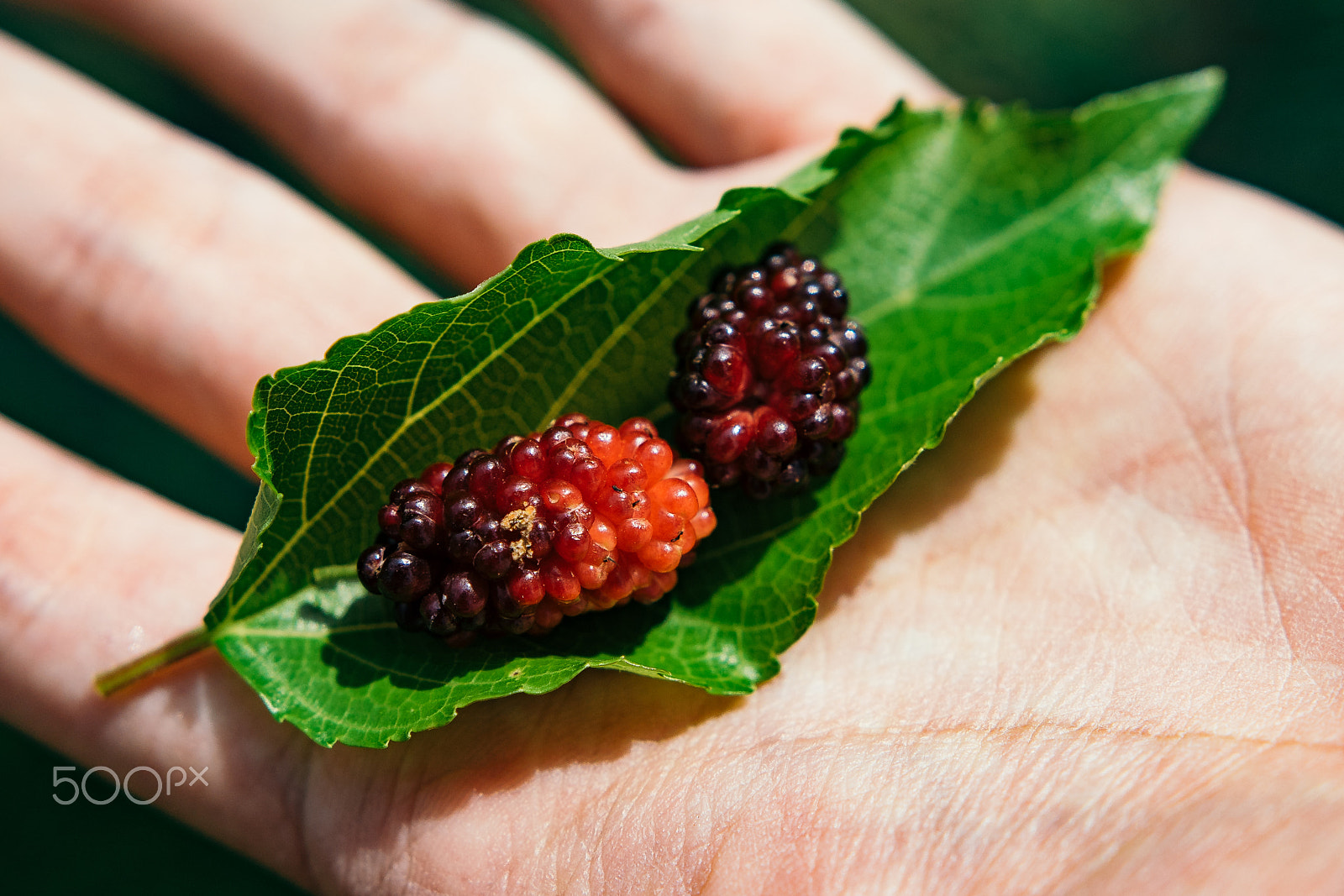 Sony a7 + Sigma 18-35mm f/1.8 DC HSM sample photo. Mulberries photography