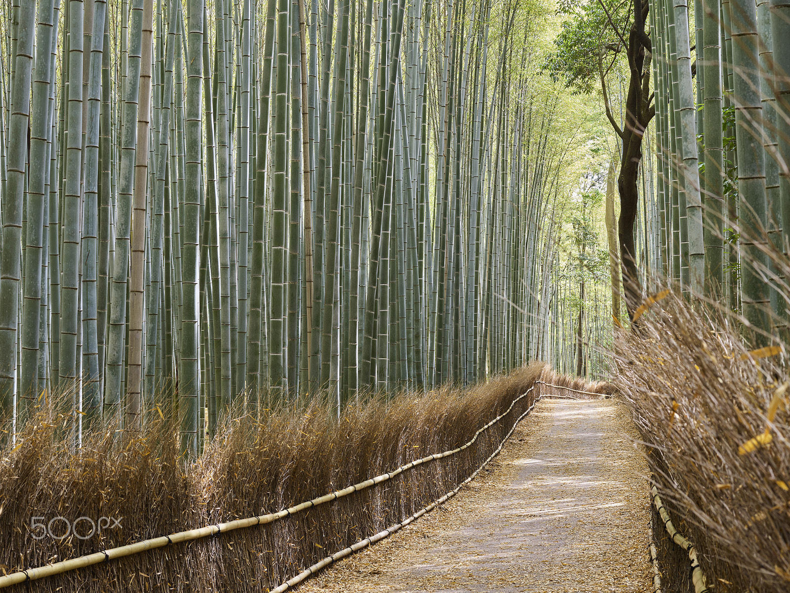 Phase One IQ250 sample photo. Arashiyama bamboo grove forest photography
