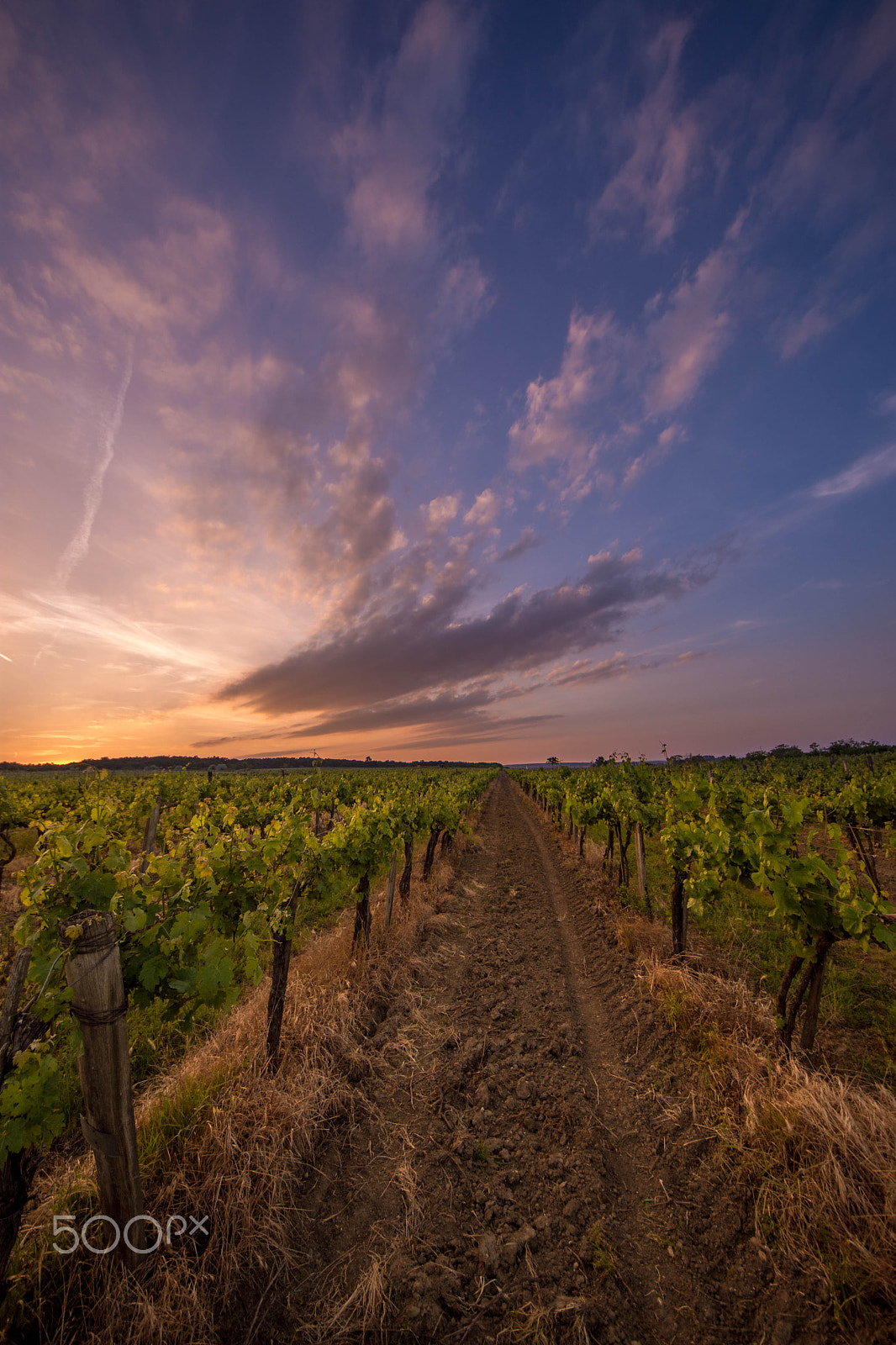 Sigma 8-16mm F4.5-5.6 DC HSM sample photo. In the wineyard photography