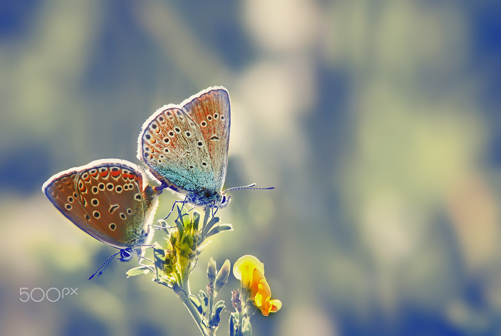 Canon EOS 40D sample photo. Butterfly fly in morning nature photography