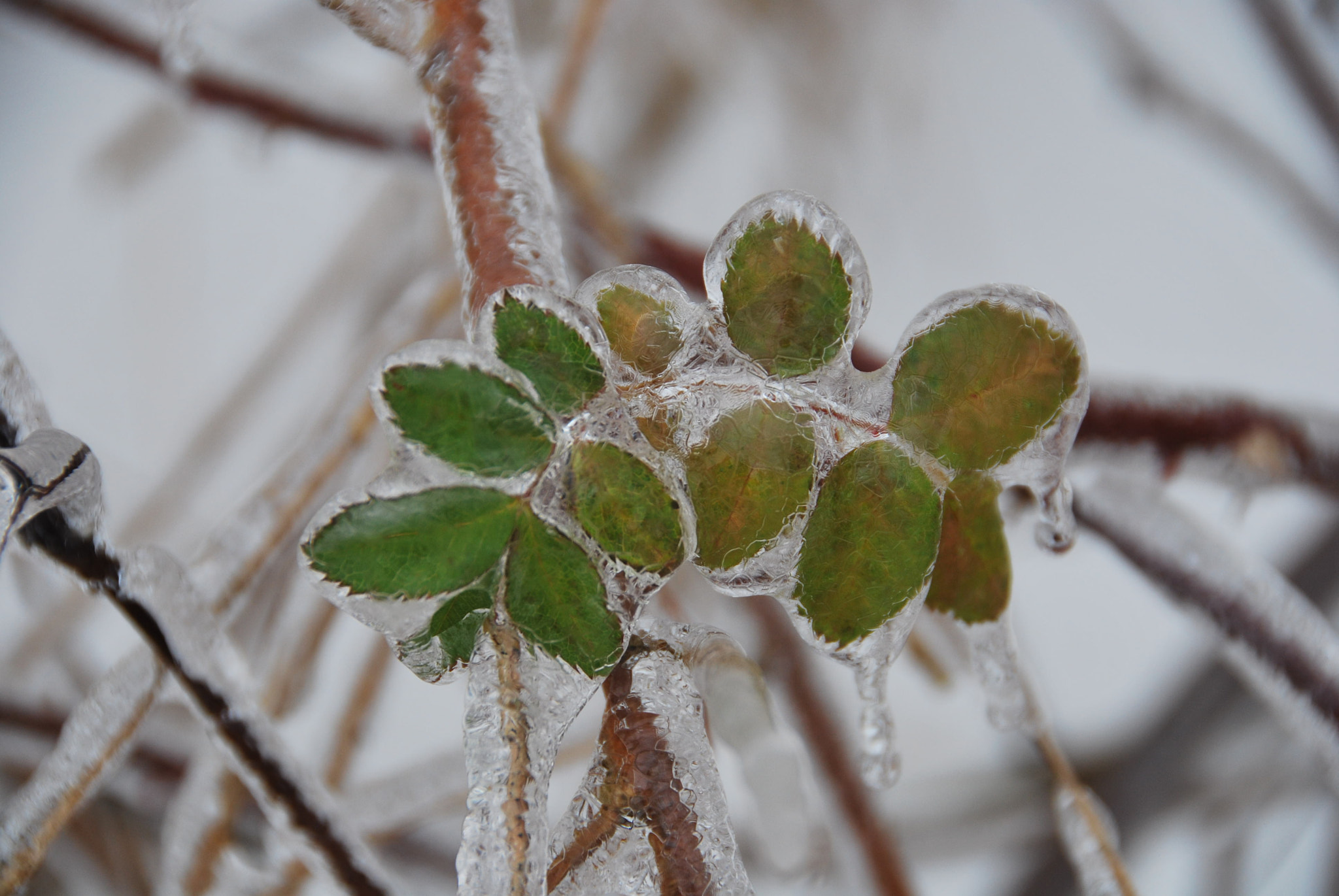 Nikon D60 sample photo. Frozen leaves photography