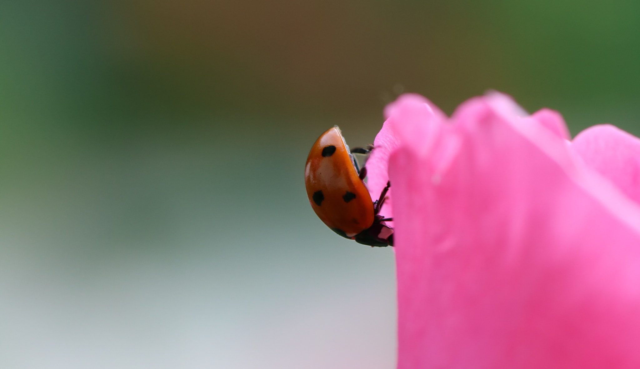 Canon EOS 750D (EOS Rebel T6i / EOS Kiss X8i) + Canon EF 100mm F2.8L Macro IS USM sample photo. Insects photography