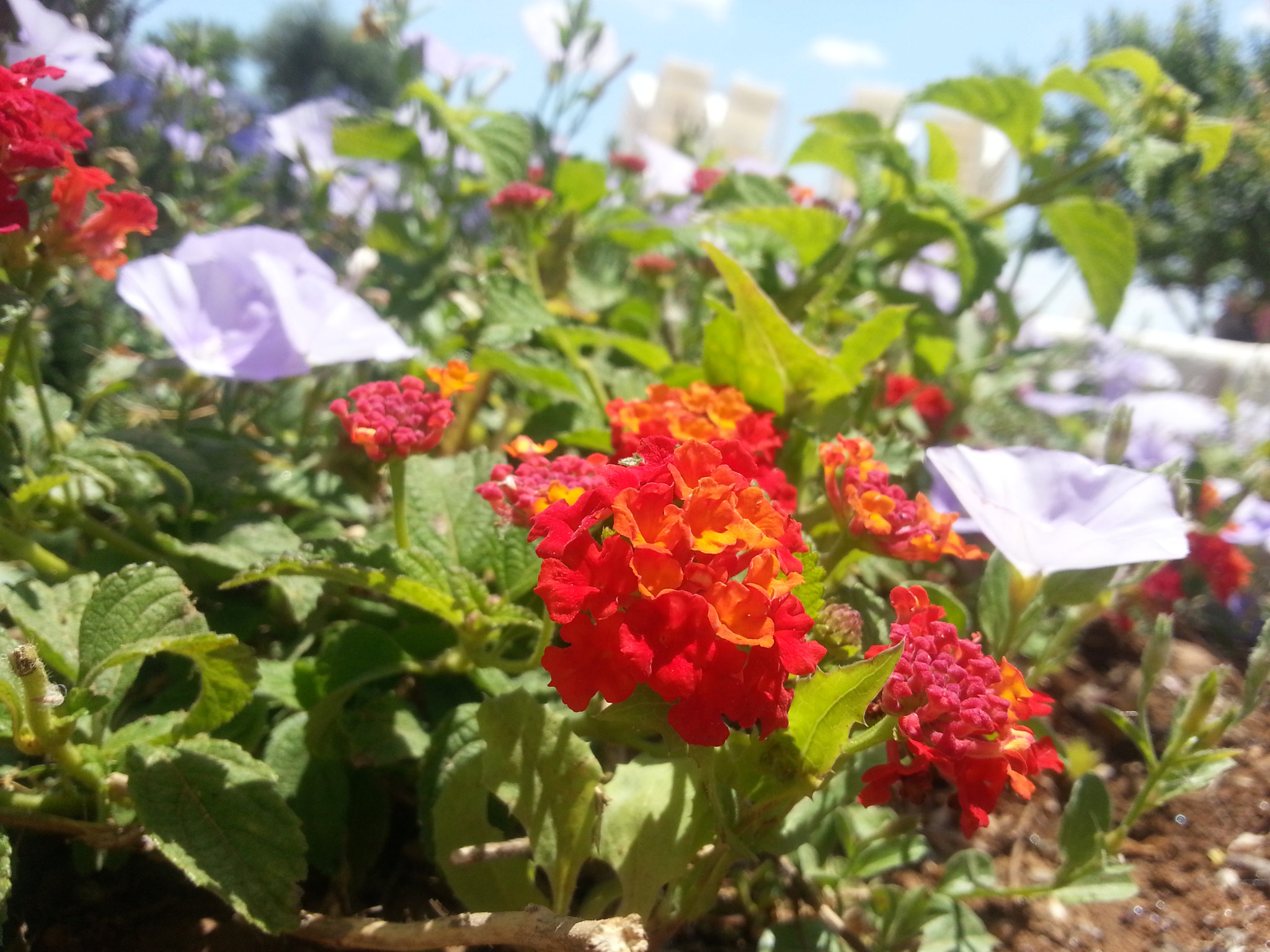 Samsung GT-I8750 sample photo. Lantana camara photography