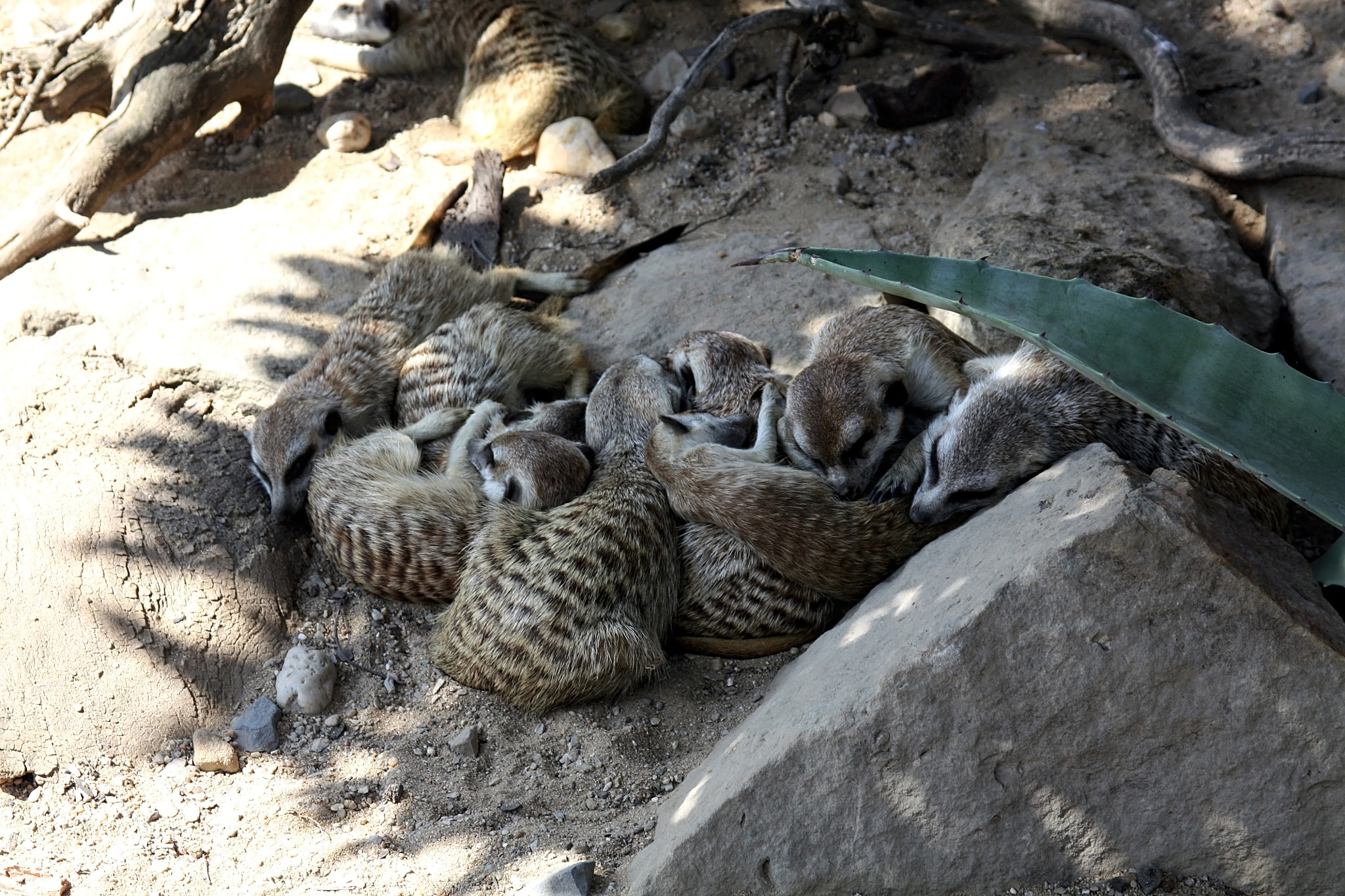 Canon EF 28-105mm f/3.5-4.5 USM sample photo. Sleeping meerkats photography