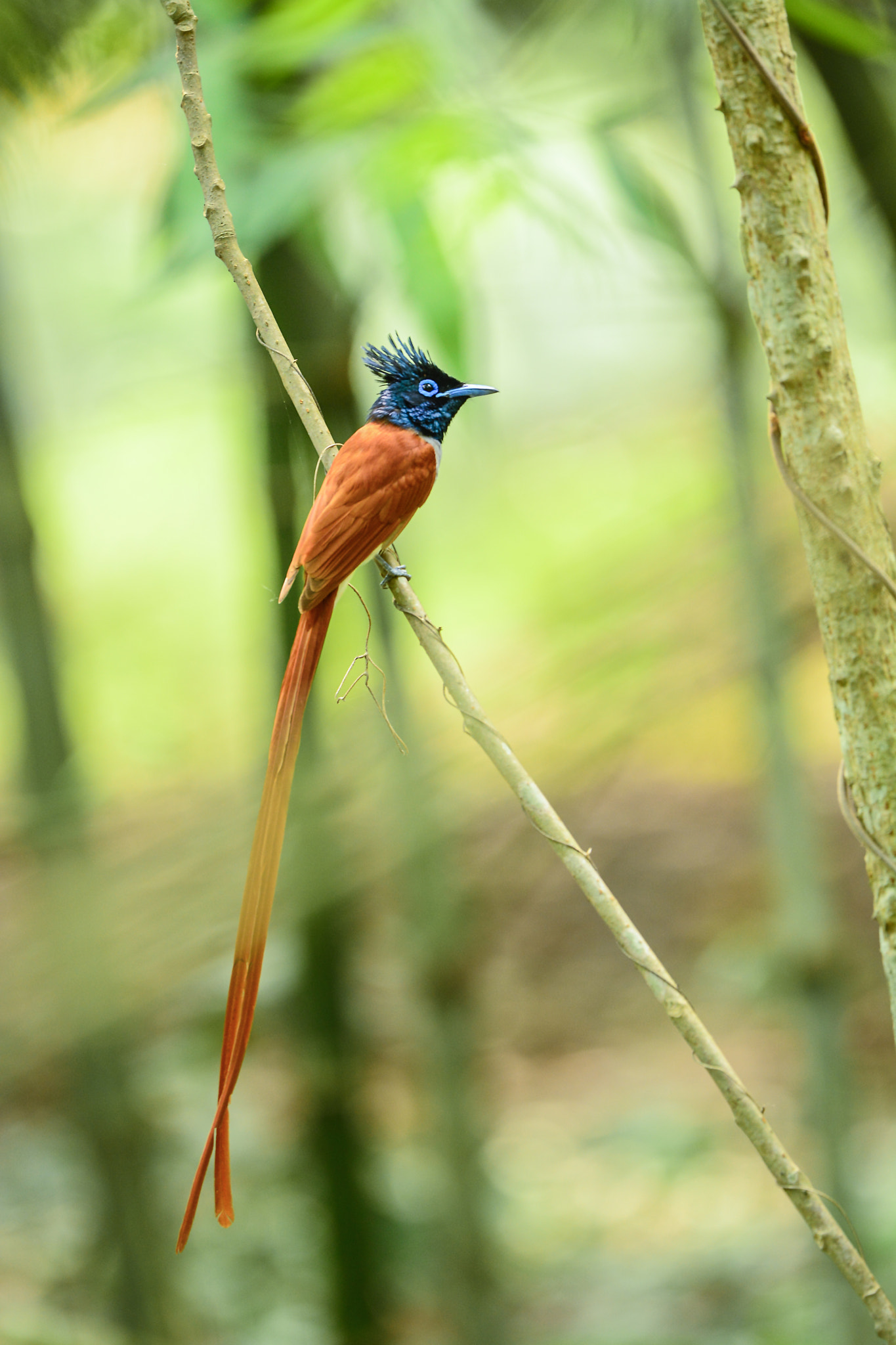 Nikon Nikkor AF-S 300mm F4E PF ED VR sample photo. Asian paradise flycatcher photography