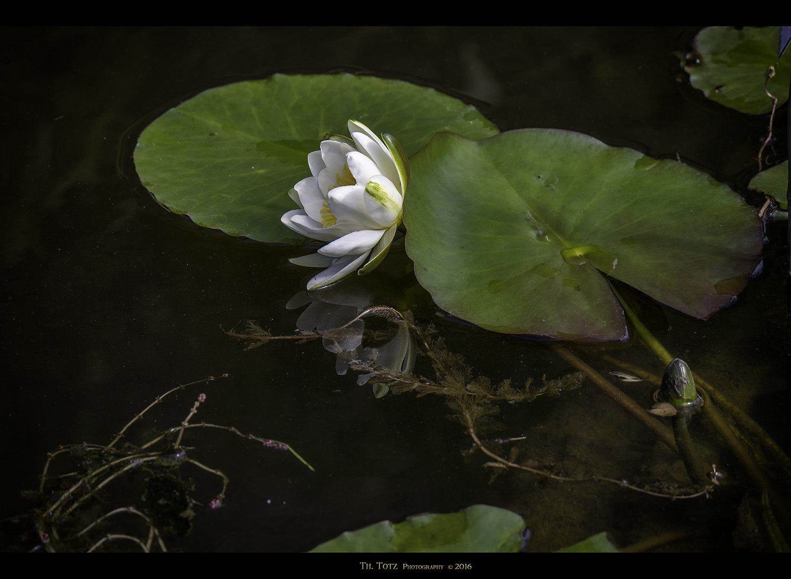 Olympus OM-D E-M5 + LUMIX G VARIO 45-150/F4.0-5.6 sample photo. White water lily photography