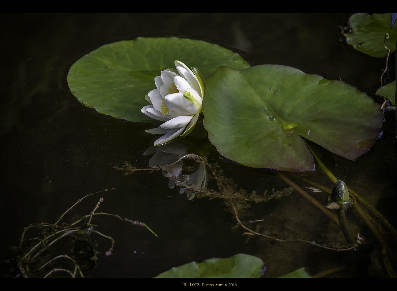 LUMIX G VARIO 45-150/F4.0-5.6 sample photo. White water lily photography