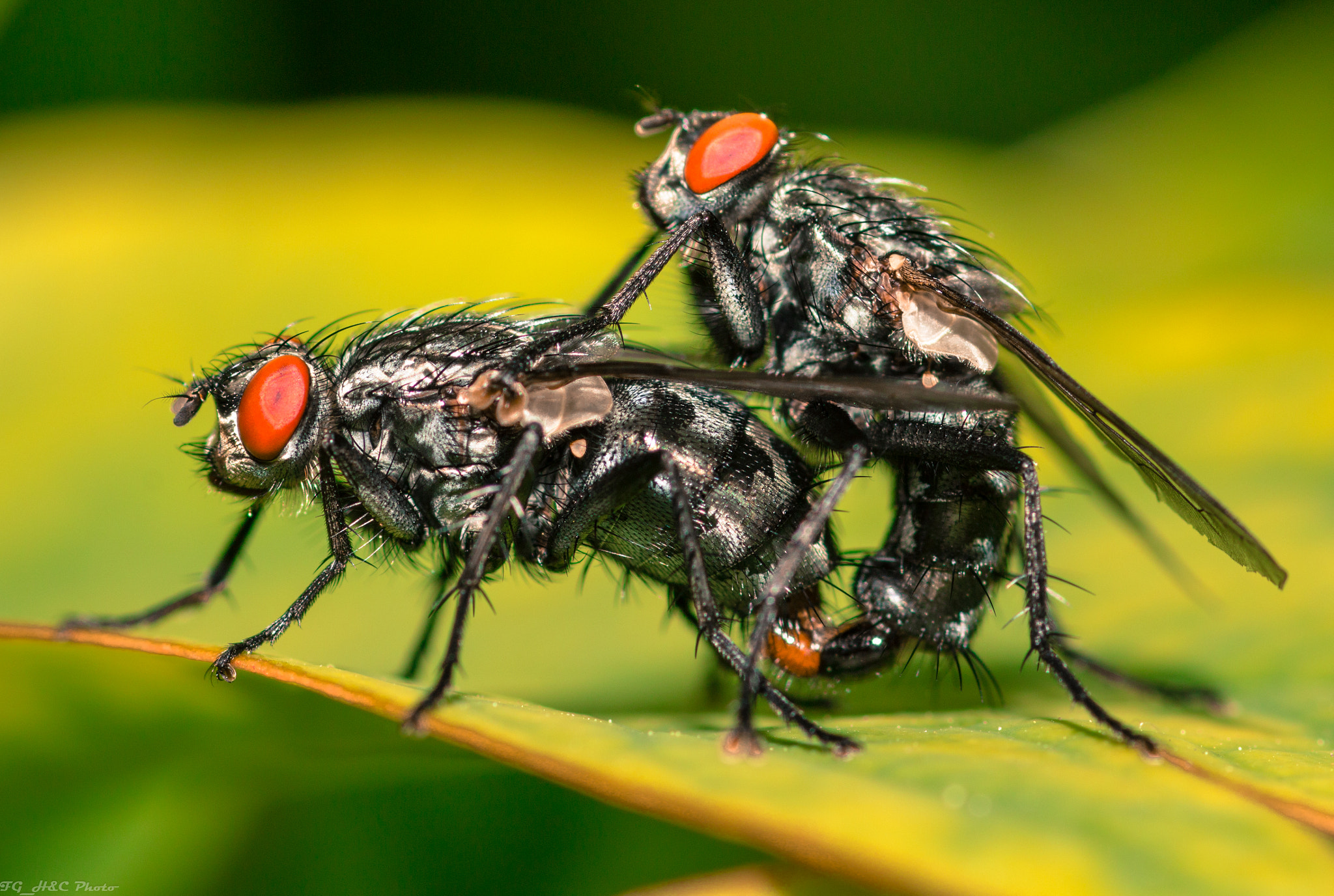 Canon EF 100mm F2.8 Macro USM sample photo. Fly photography