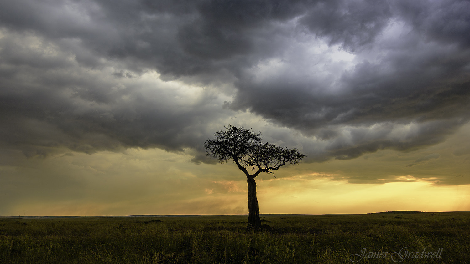 Nikon AF-S Nikkor 16-35mm F4G ED VR sample photo. Drama in the mara photography