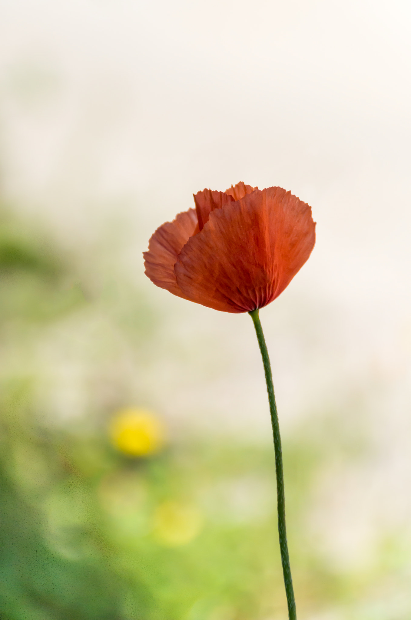 Pentax K-30 + Sigma 18-200mm F3.5-6.3 II DC OS HSM sample photo. Poppy iii photography