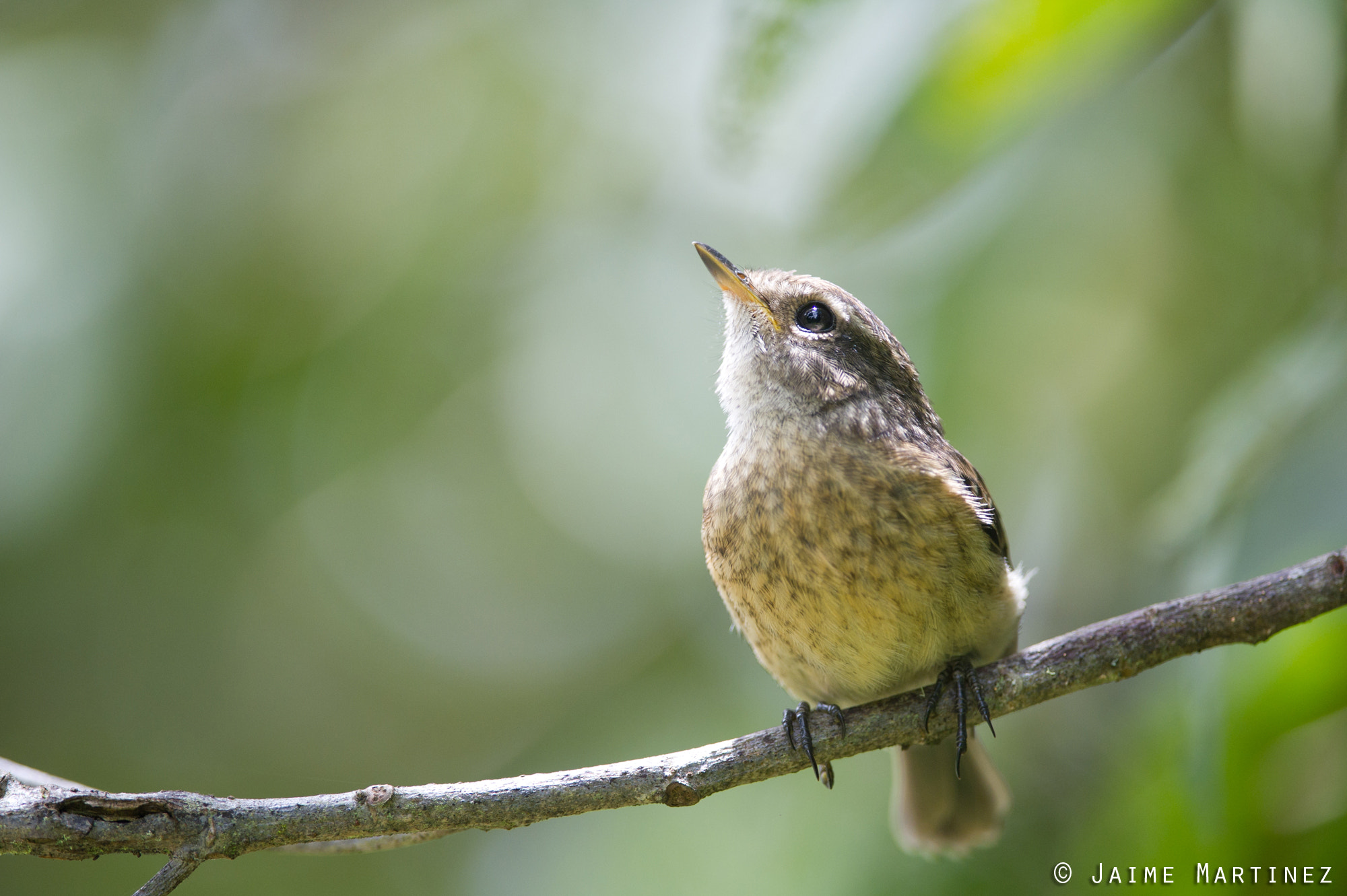 Nikon D3S + Nikon AF-S Nikkor 300mm F4D ED-IF sample photo. Tarier de la réunion / reunion stonechat photography