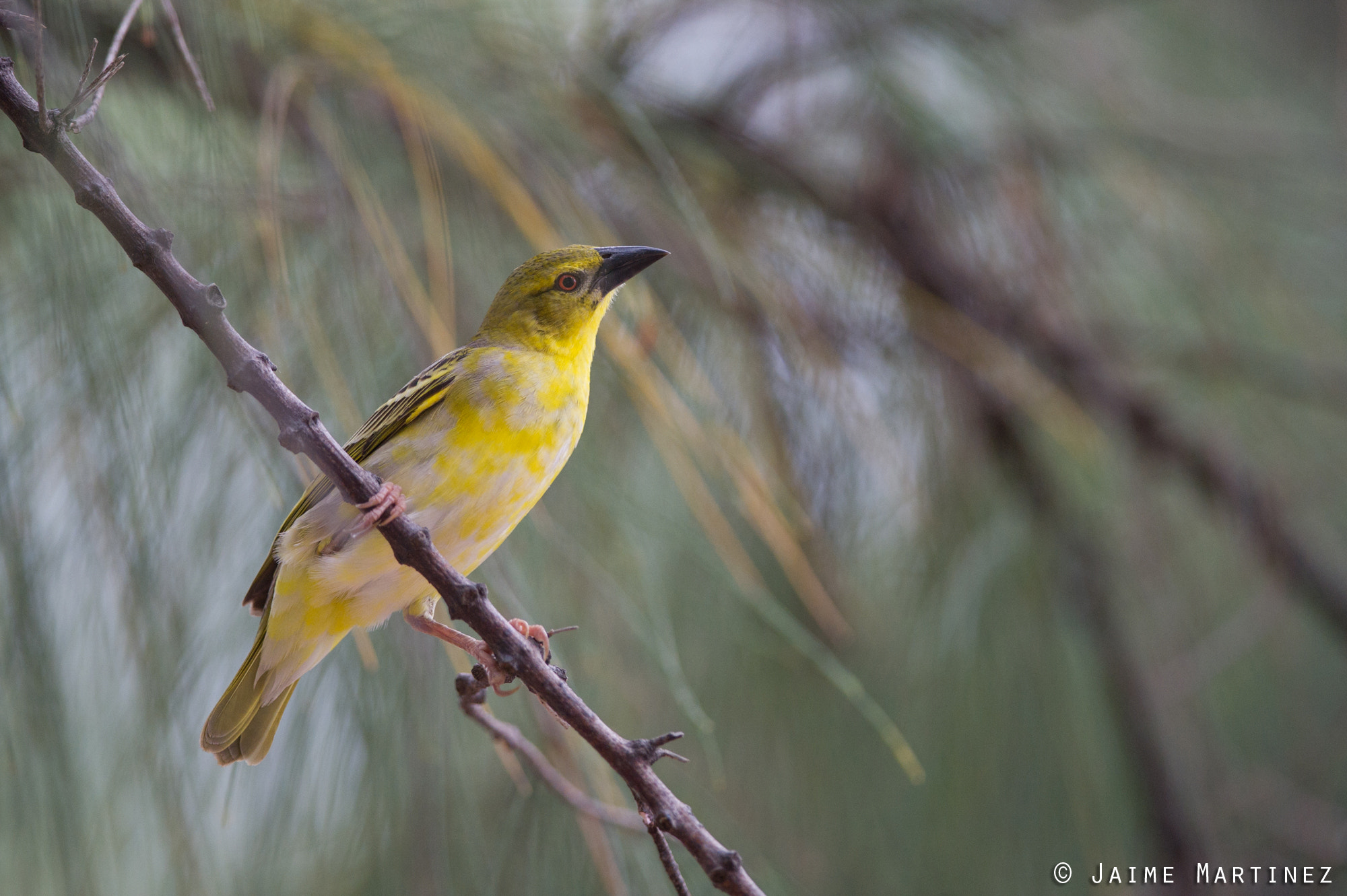 Nikon D3S + Nikon AF-S Nikkor 300mm F4D ED-IF sample photo. Village weaver - ploceus cucullatus photography