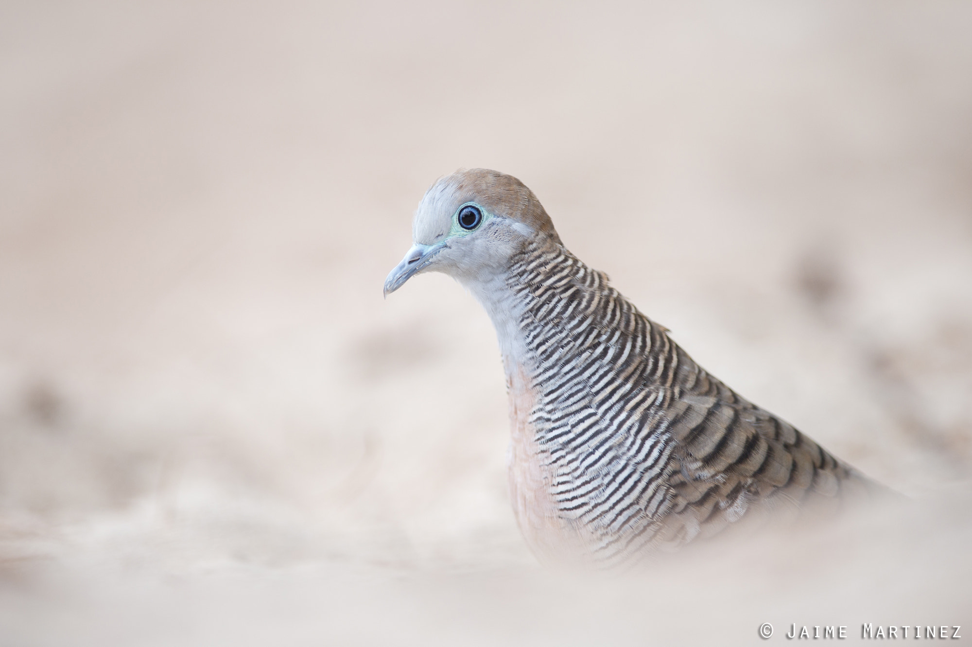 Nikon D3S + Nikon AF-S Nikkor 300mm F4D ED-IF sample photo. Zebra dove / géopelie zebrée - geopelia striata photography