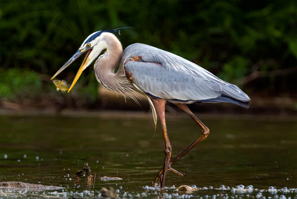 Canon EF 300mm F2.8L IS USM sample photo. Catch of the day photography