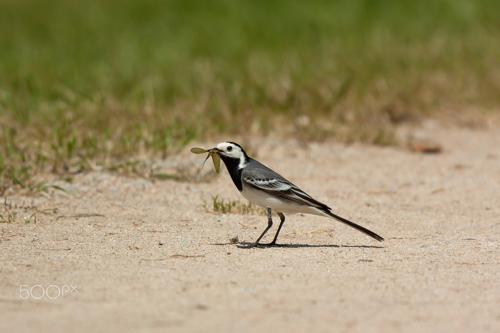 Canon EF 100-400mm F4.5-5.6L IS USM sample photo. White wagtail photography