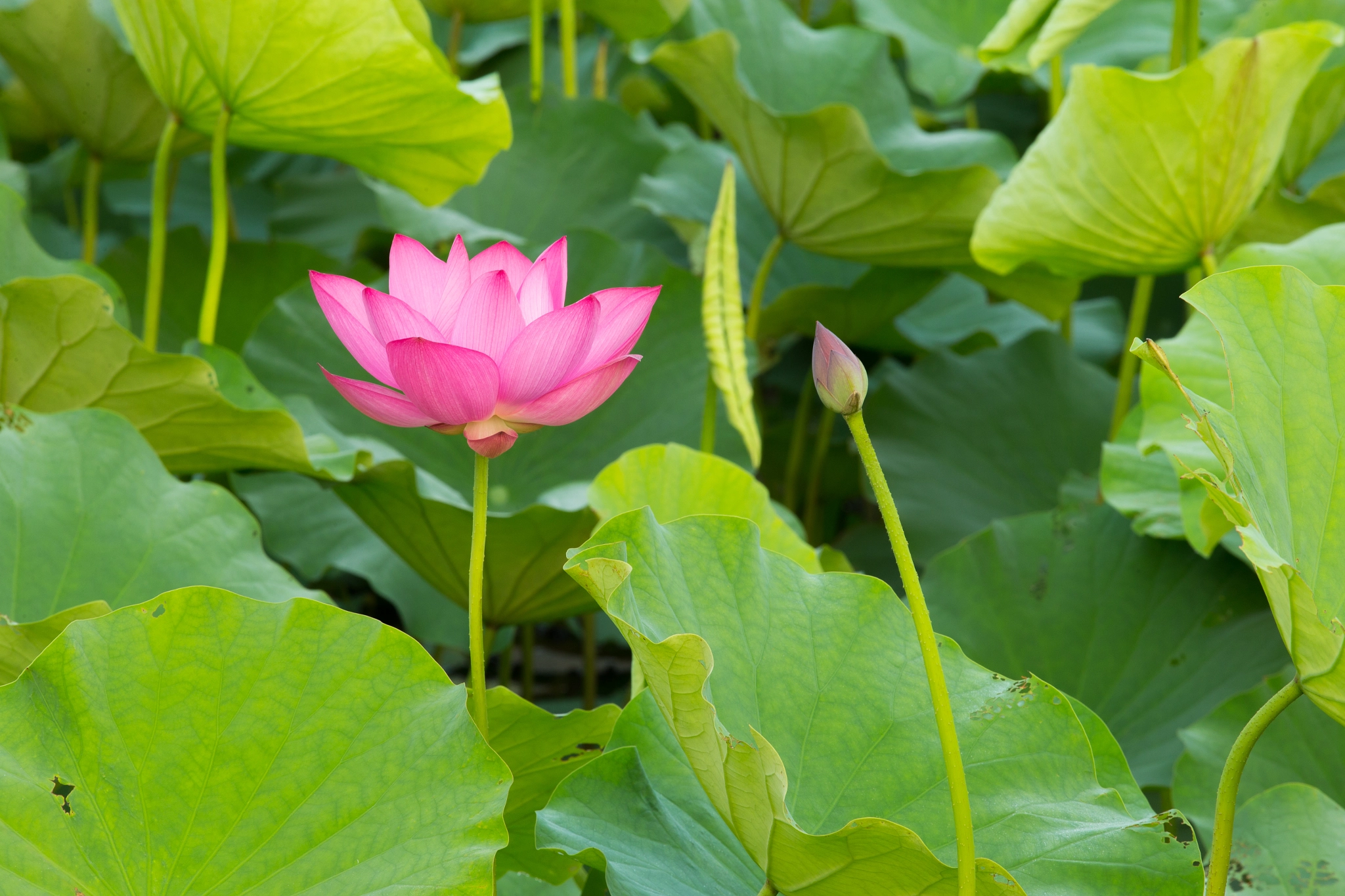 Canon EOS-1D X + Canon EF 70-200mm F4L USM sample photo. 蓮花 photography