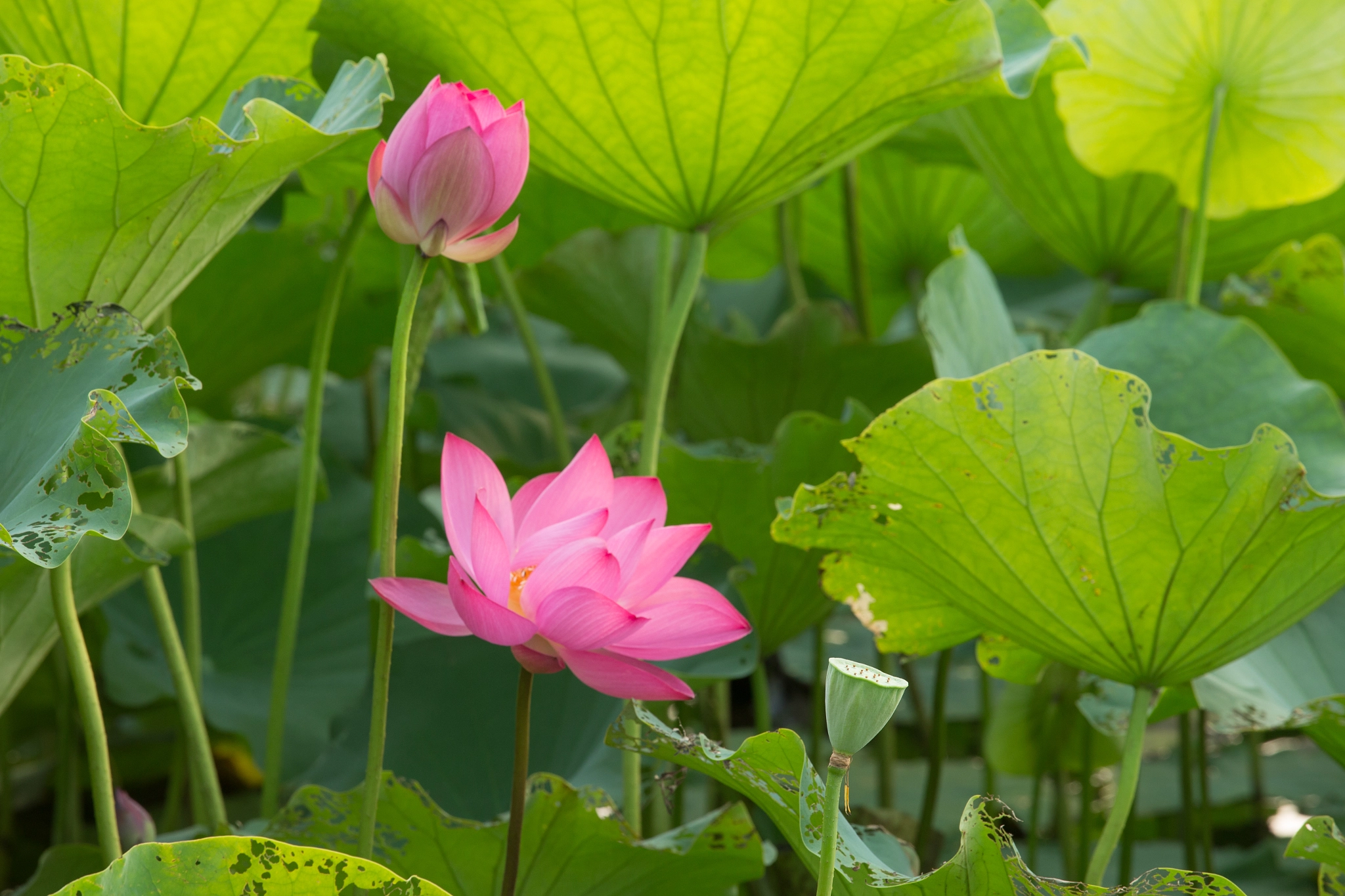 Canon EOS-1D X + Canon EF 70-200mm F4L USM sample photo. 蓮花 photography