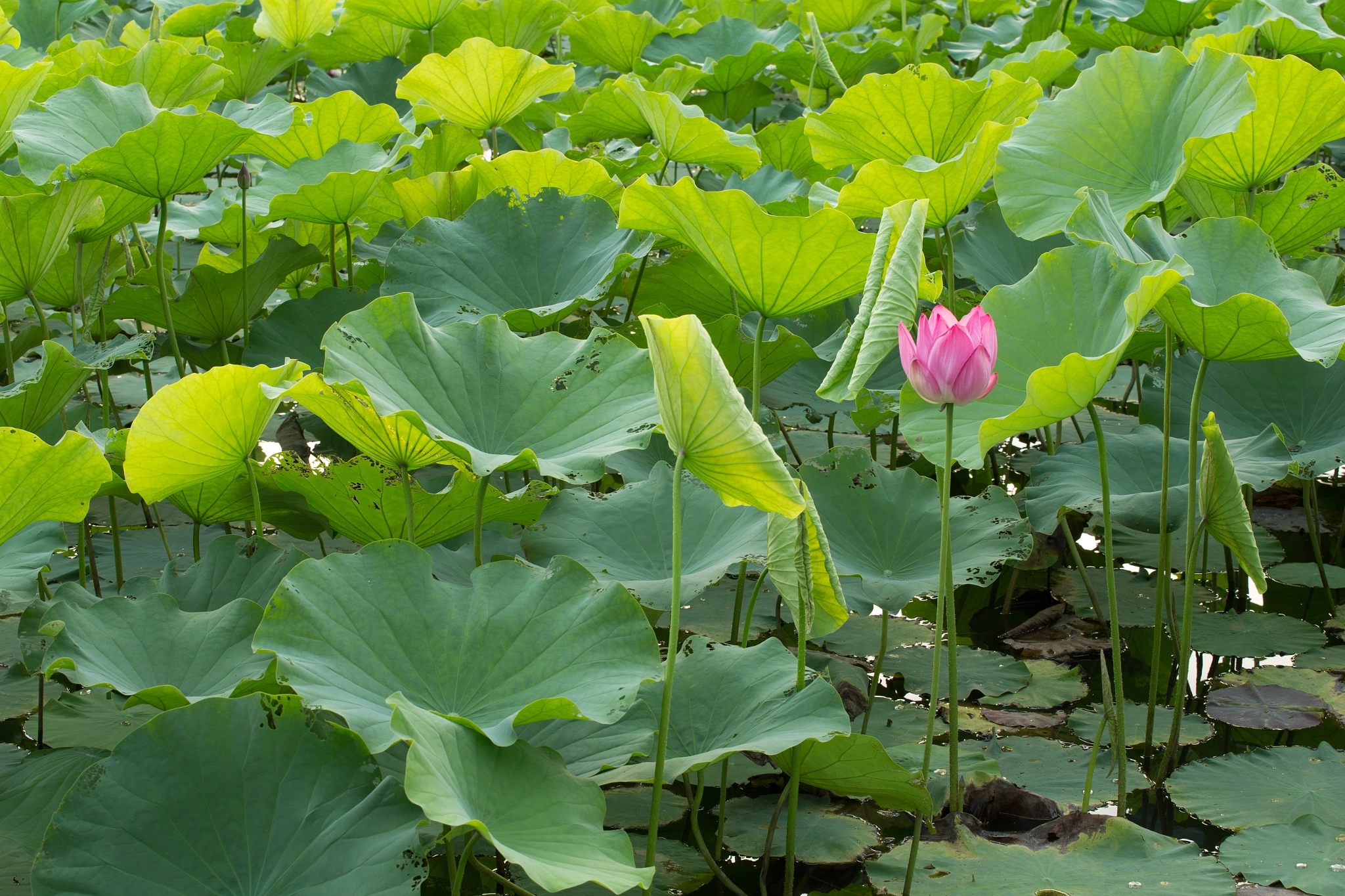 Canon EOS-1D X + Canon EF 70-200mm F4L USM sample photo. 蓮花 photography