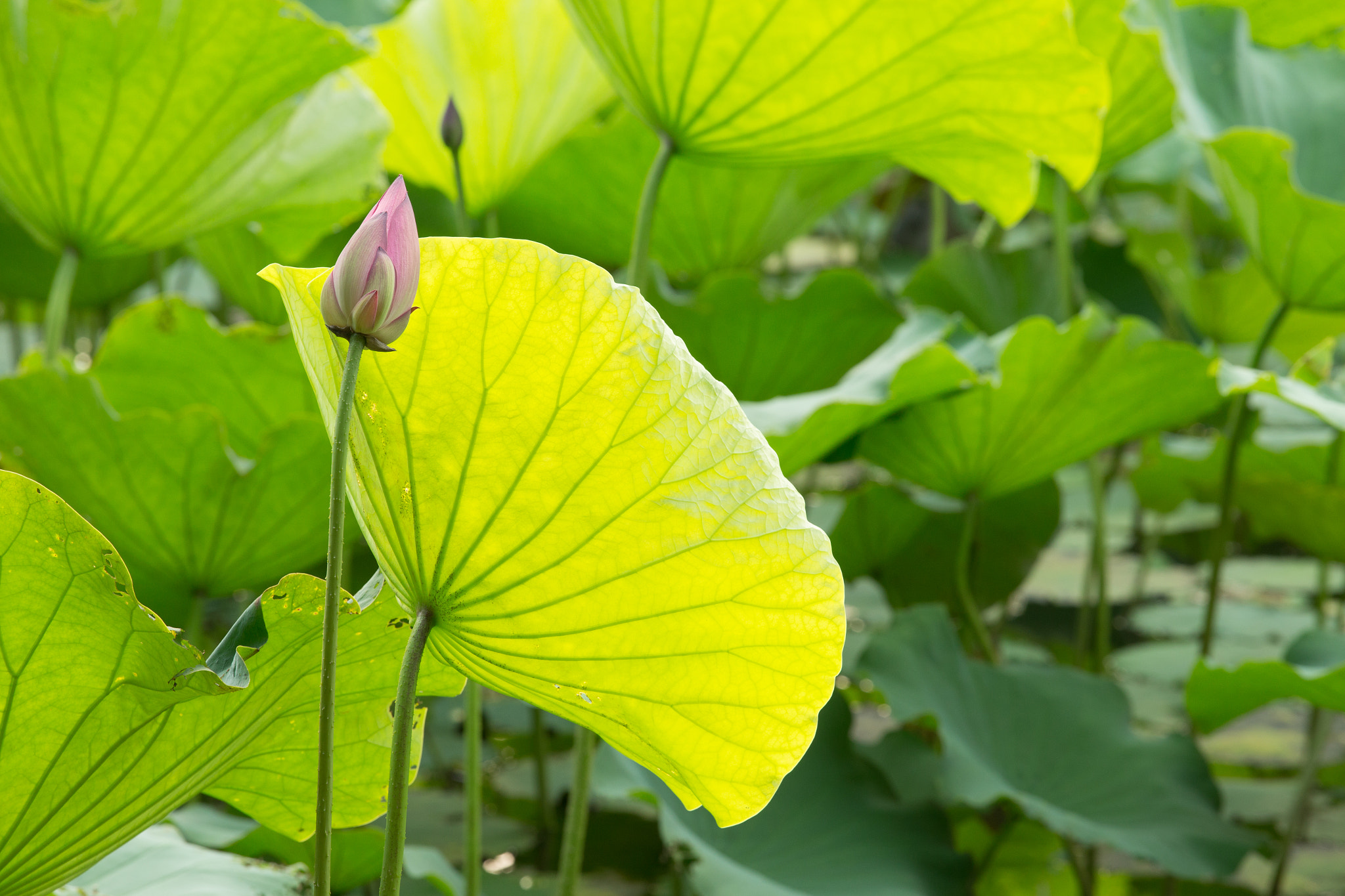 Canon EOS-1D X + Canon EF 70-200mm F4L USM sample photo. 蓮花 photography