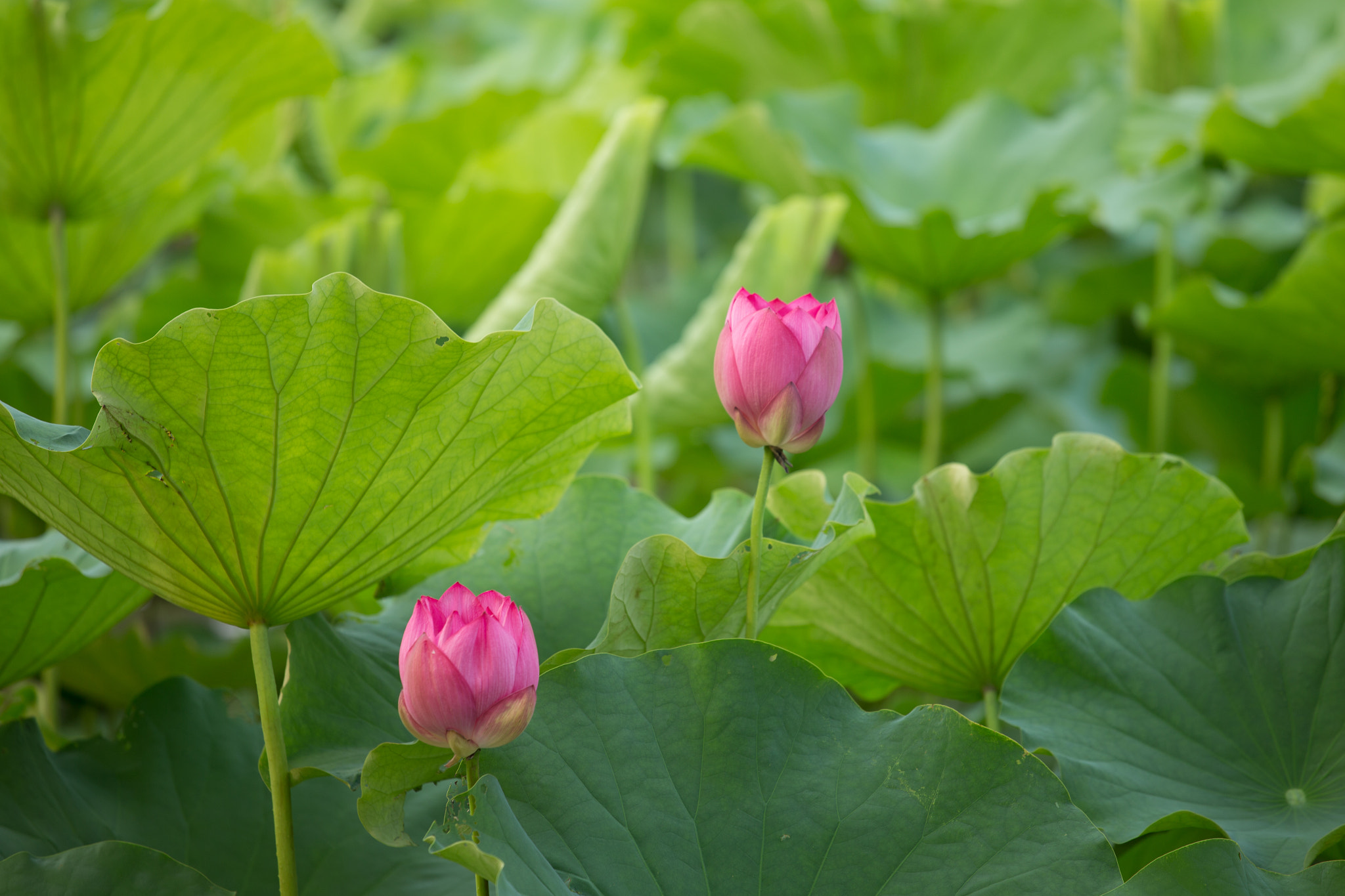 Canon EOS-1D X + Canon EF 70-200mm F4L USM sample photo. 蓮花 photography