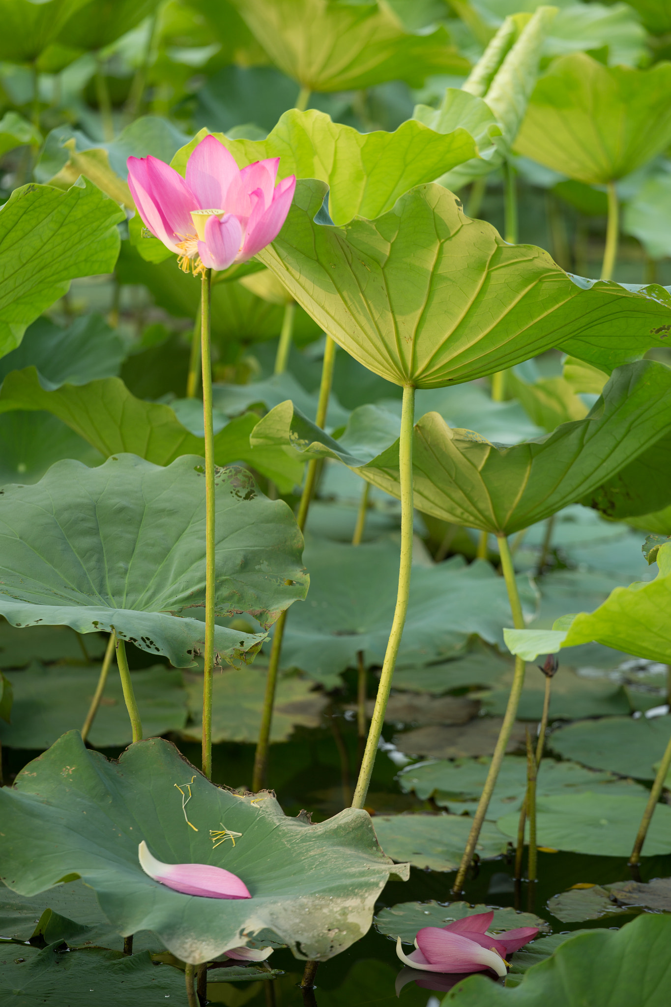 Canon EOS-1D X + Canon EF 70-200mm F4L USM sample photo. 蓮花 photography