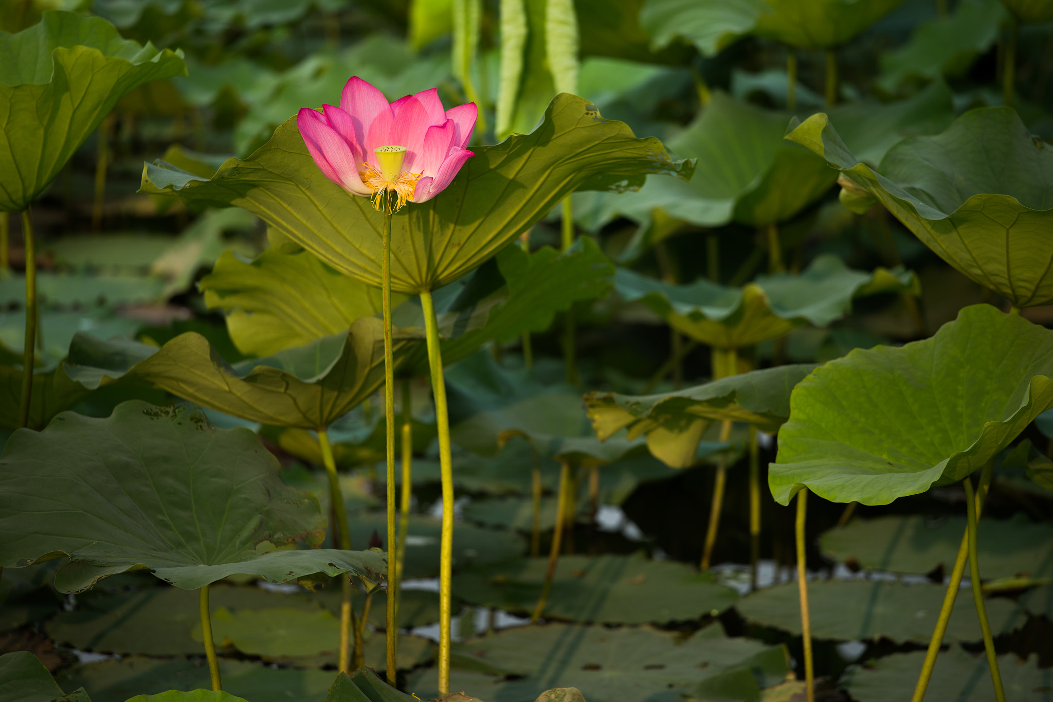 Canon EOS-1D X + Canon EF 70-200mm F4L USM sample photo. 蓮花 photography